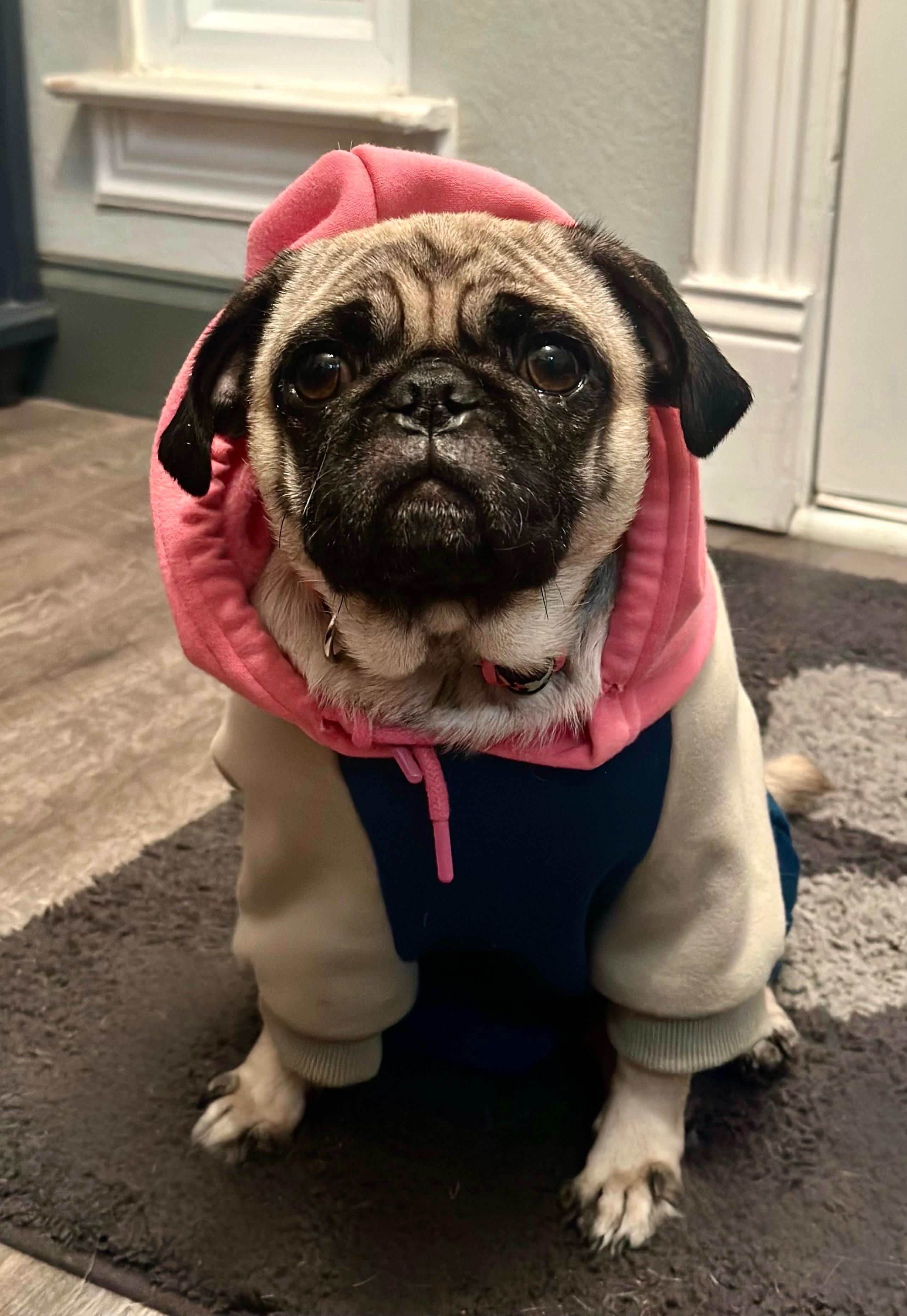 Enlarge Maggie, a Adoptable Pug in Rockwall, TX image 2/3