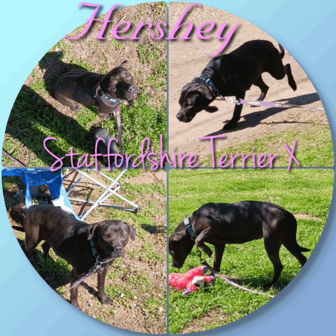 Hershey, Young Female unknown
