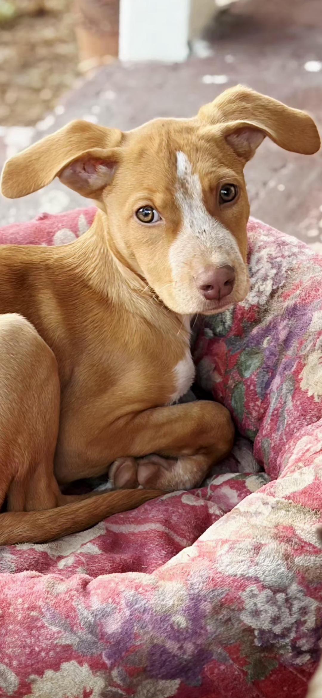 Adorable Cookie, Adoptable, Young Female Pit Bull Terrier & Australian Cattle Dog / Blue Heeler.