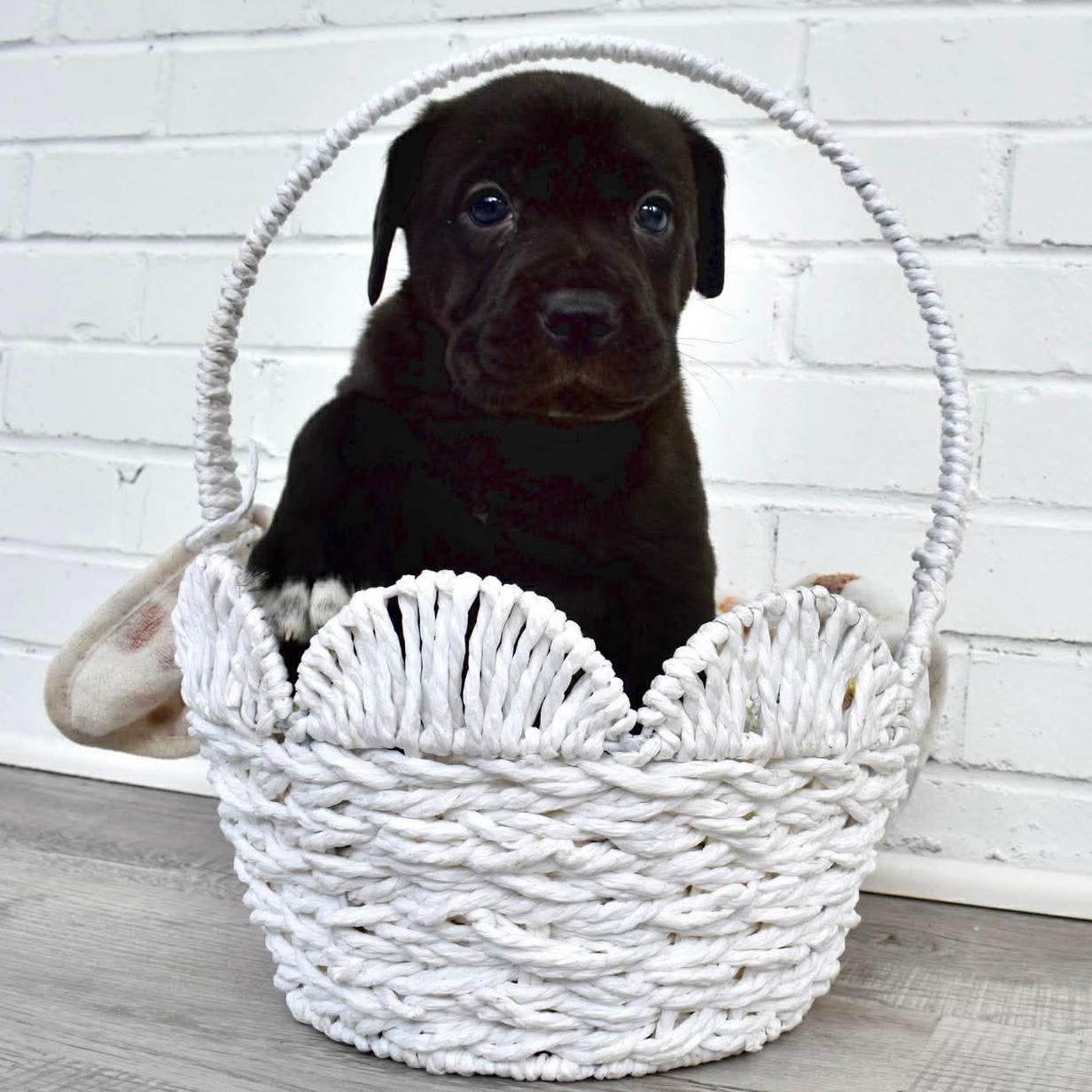 Enlarge Ricky, an adopted mixed breed in Rochester, NY image 3/3