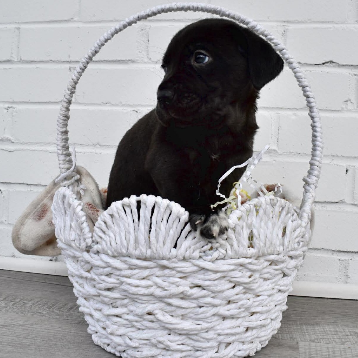 Enlarge Ricky, an adopted mixed breed in Rochester, NY image 2/3