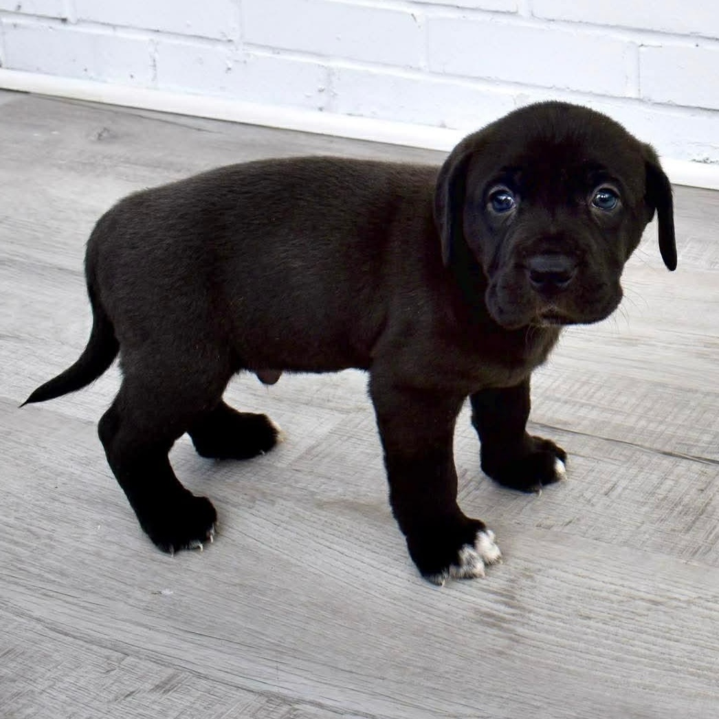 Ricky, adopted, Puppy Male Labrador Retriever.