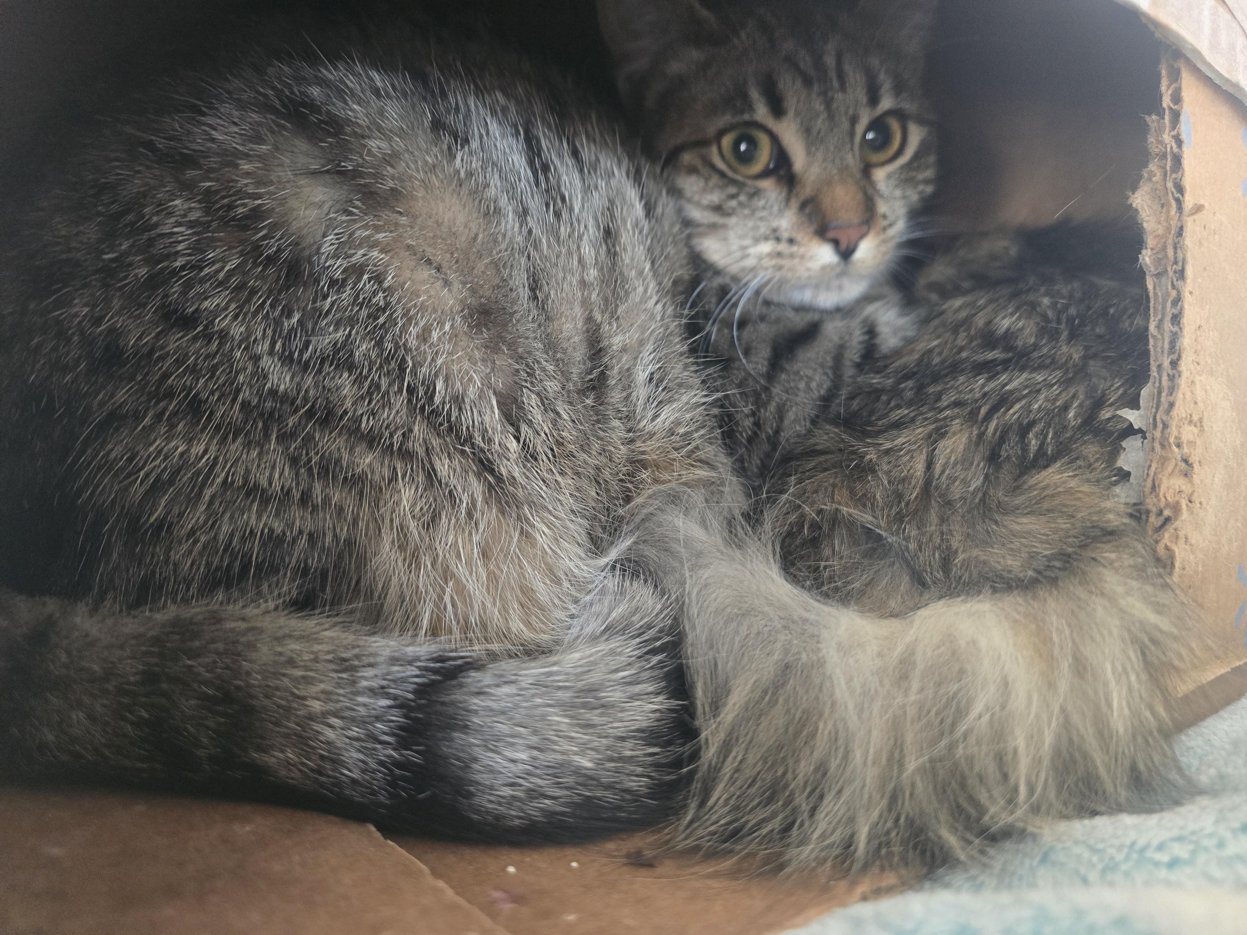 Enlarge Margo, a ADOPTABLE Domestic Short Hair in Globe, AZ image 1/1