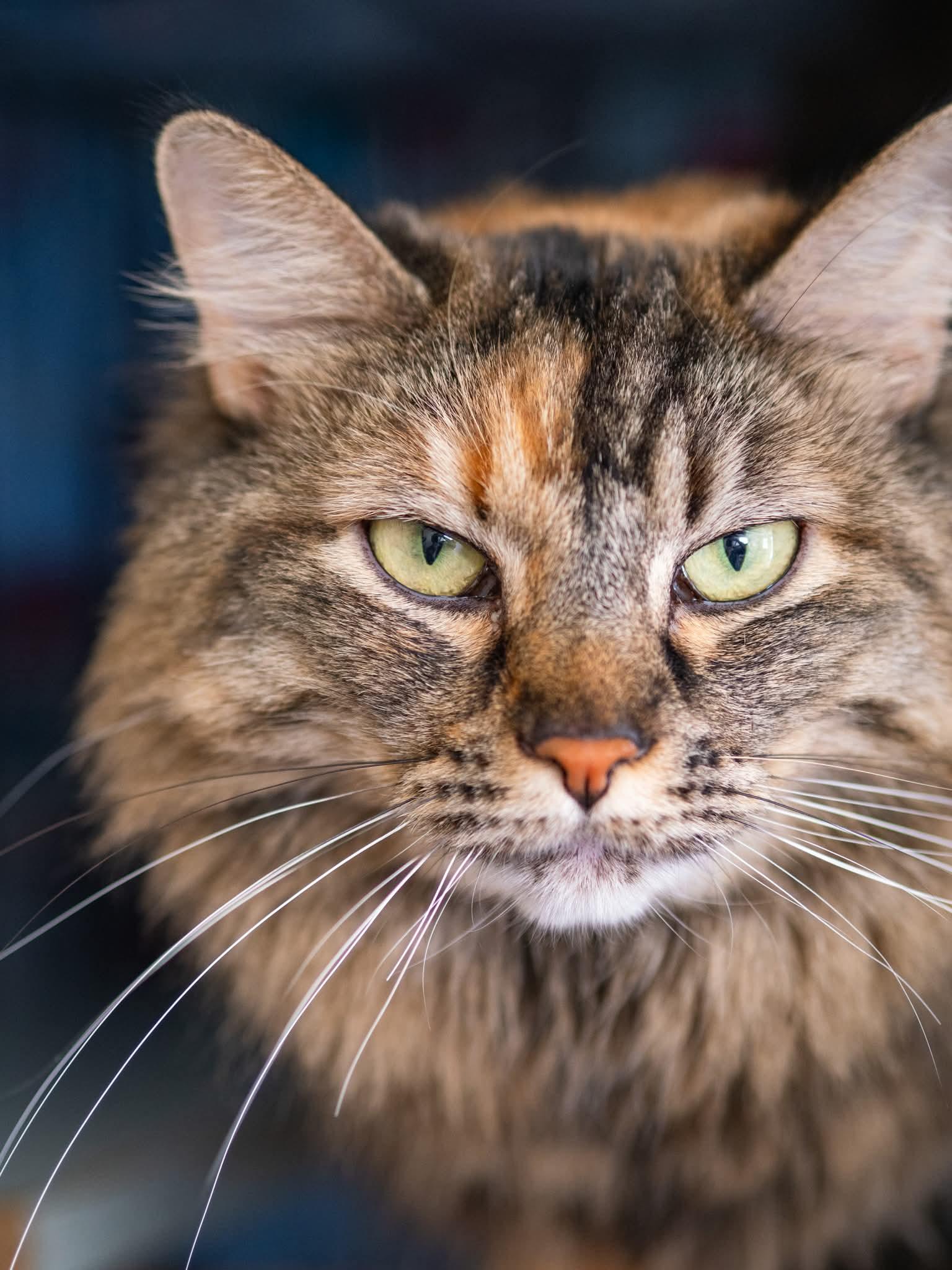 Enlarge Margo, a ADOPTABLE Domestic Short Hair in Globe, AZ image 1/1