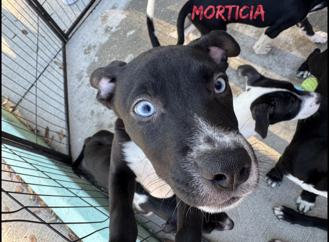 Morticia, Adoptable, Puppy Female Rat Terrier.