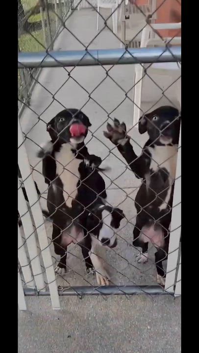 Enlarge Morticia, a Adoptable mixed breed in Stuart, FL video 2/2