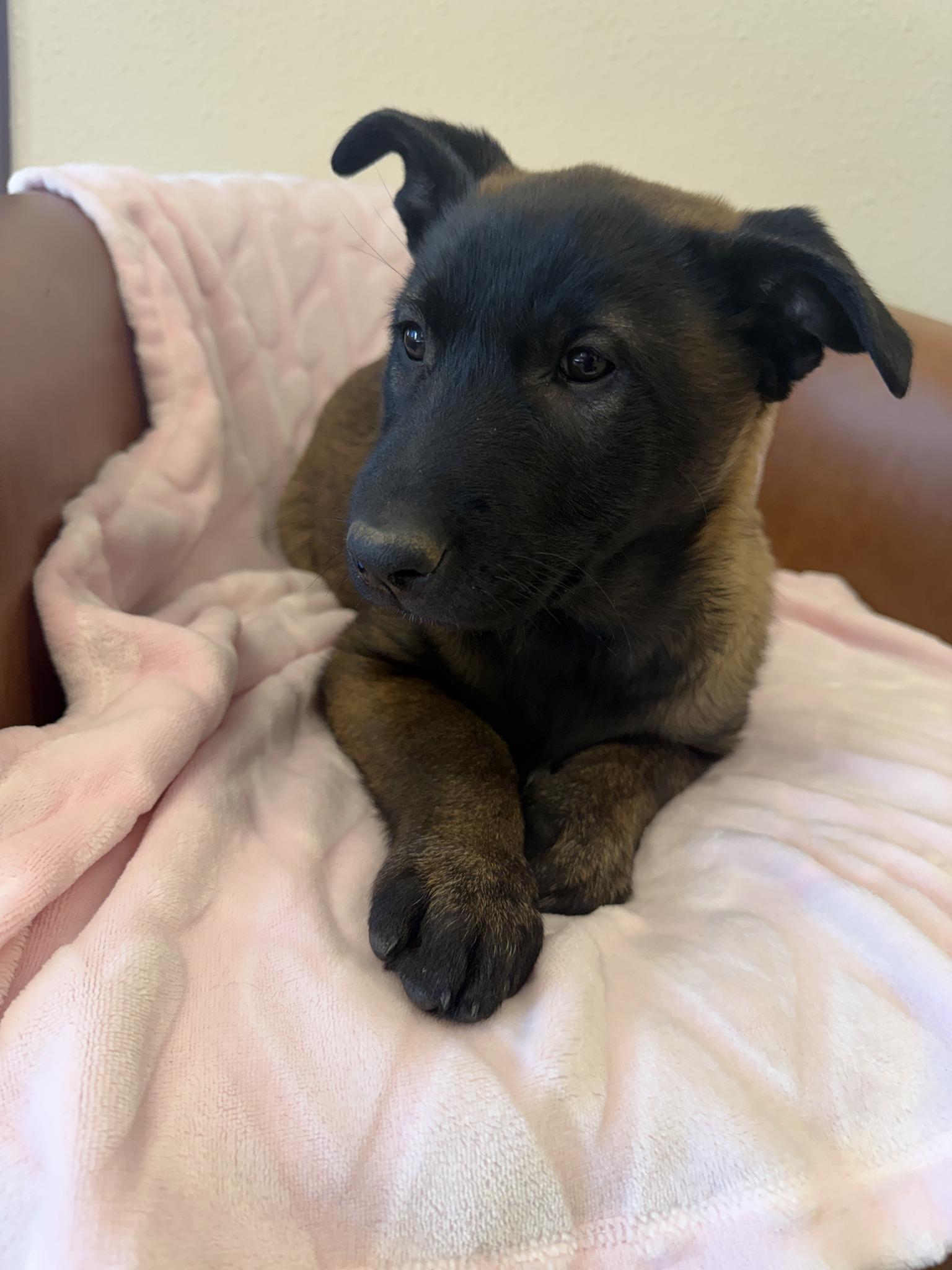 Enlarge Lena, an adopted mixed breed in Gardnerville, NV image 1/1