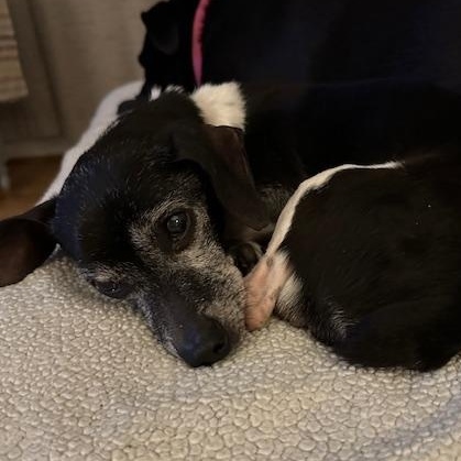 Chico, a Adoptable mixed breed in Irmo, SC image 1/3