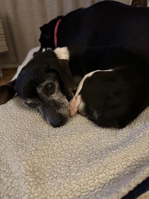 Chico, a Adoptable mixed breed in Irmo, SC image 3/3