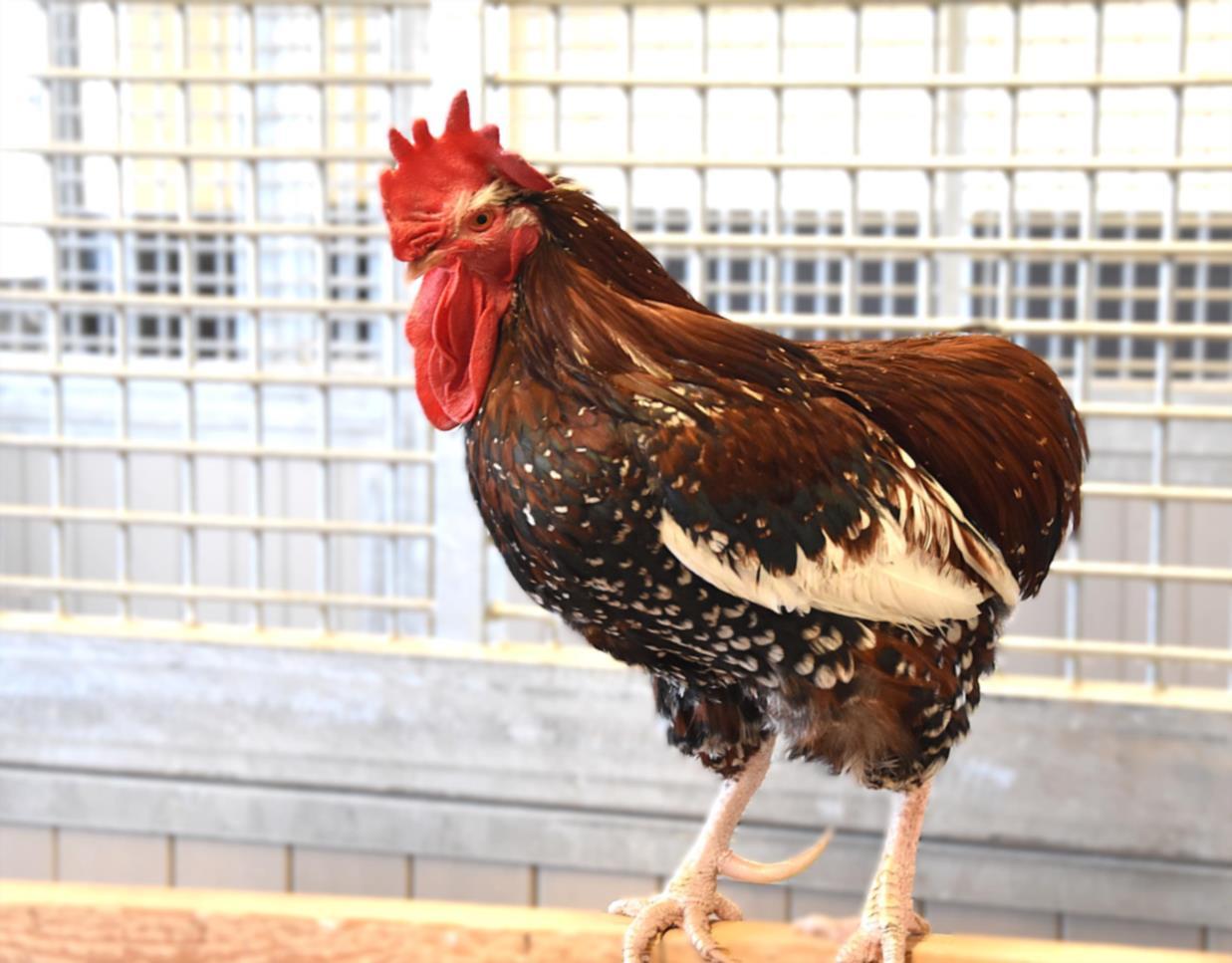 RUSSELL, Adoptable, Adult Male Chicken.