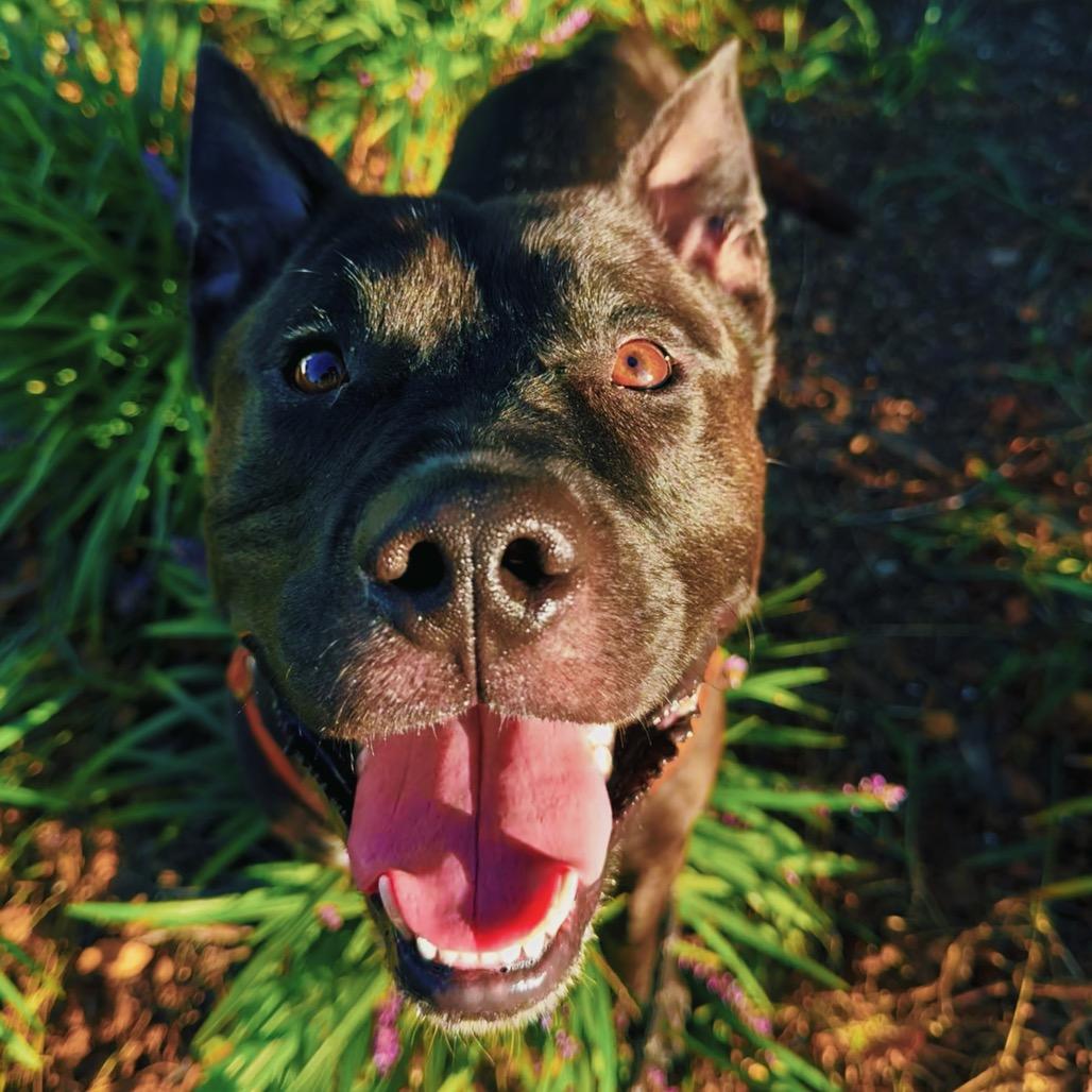 Enlarge Ody, a Adoptable Mixed Breed in Jacksonville, FL image 1/5