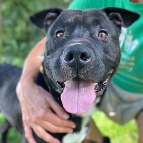 Enlarge Ody, a Adoptable Mixed Breed in Jacksonville, FL image 2/5