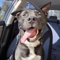 Enlarge Ody, a Adoptable Mixed Breed in Jacksonville, FL image 4/5