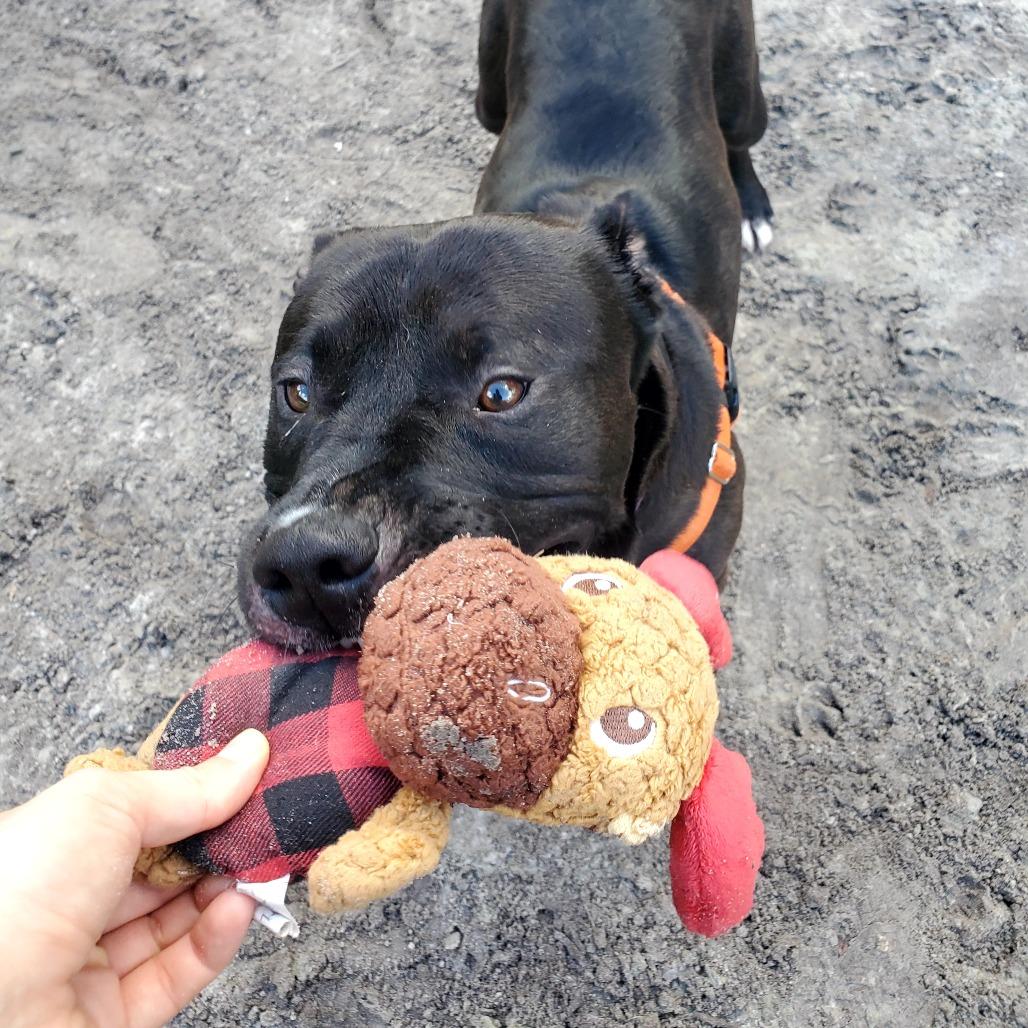 Enlarge Ody, a Adoptable Mixed Breed in Jacksonville, FL image 5/5