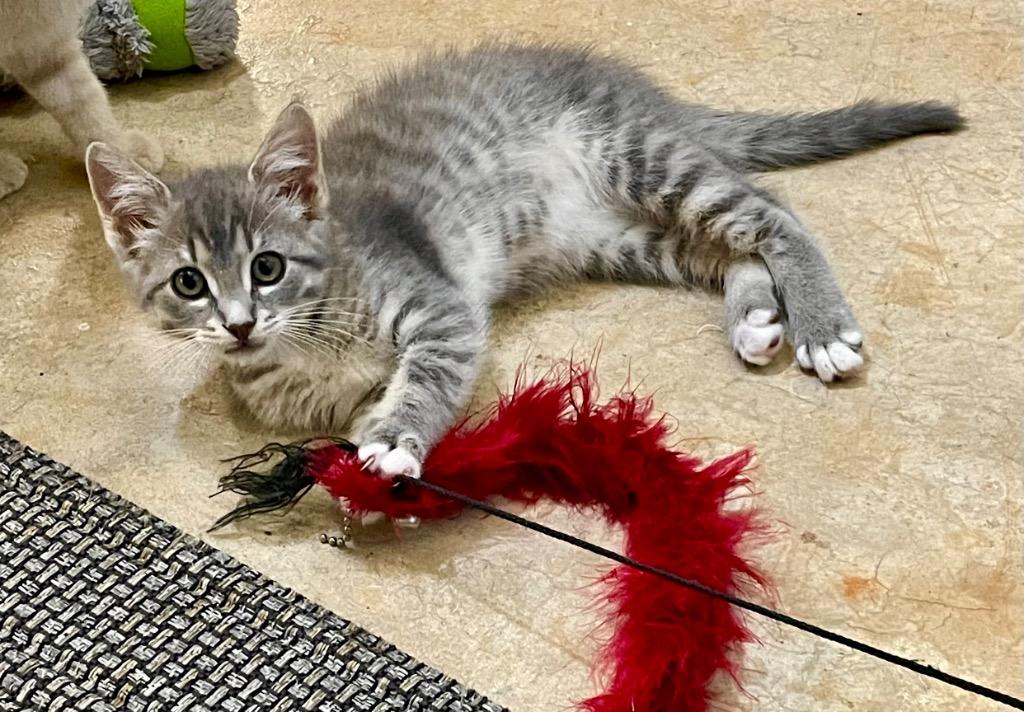 Tiki, Adoptable, Kitten Female Domestic Short Hair.