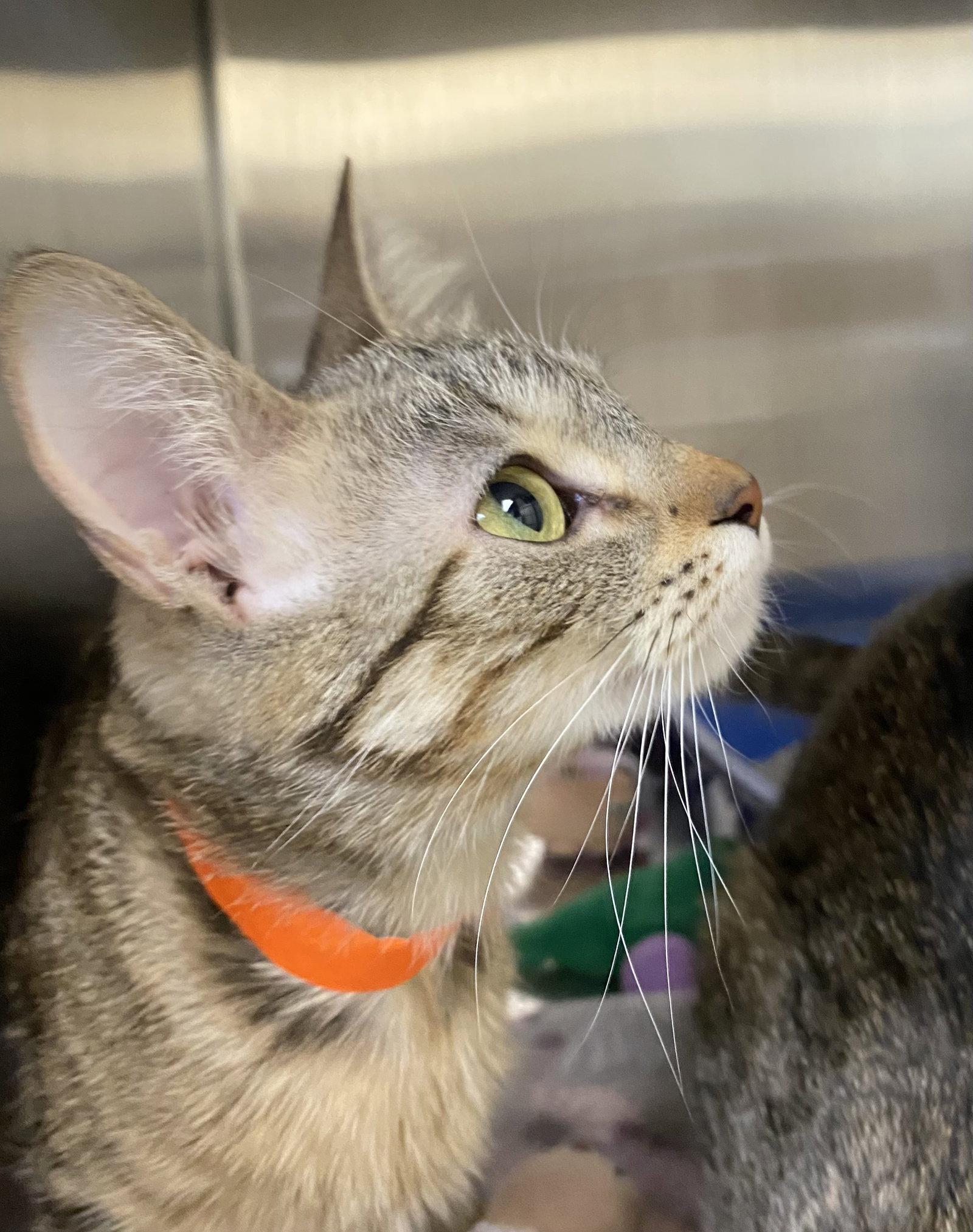 Pinch, Adoptable, Young Female Domestic Short Hair & Tabby.