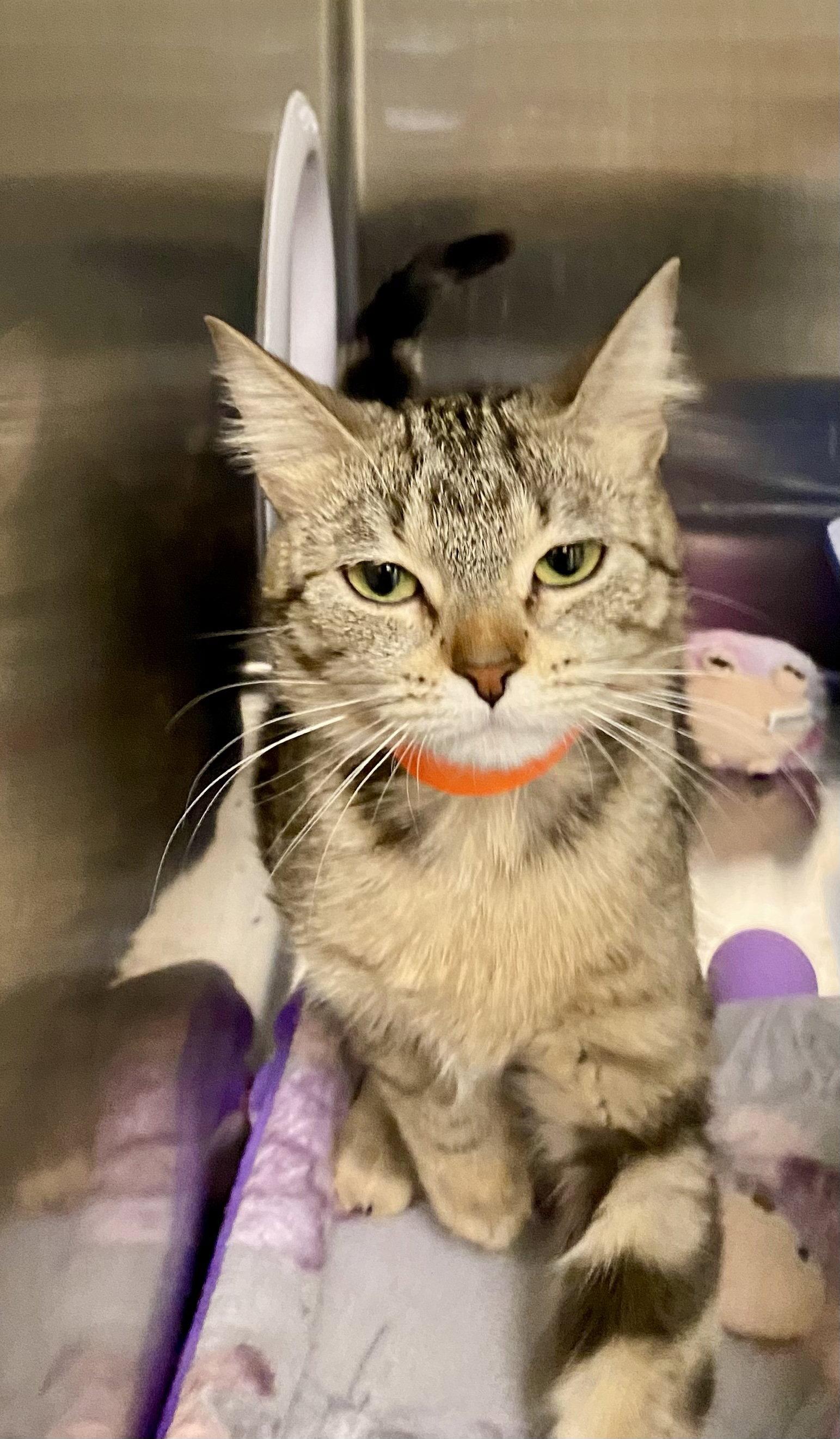 Enlarge Pinch, a Adoptable mixed breed in Fargo, ND image 2/2