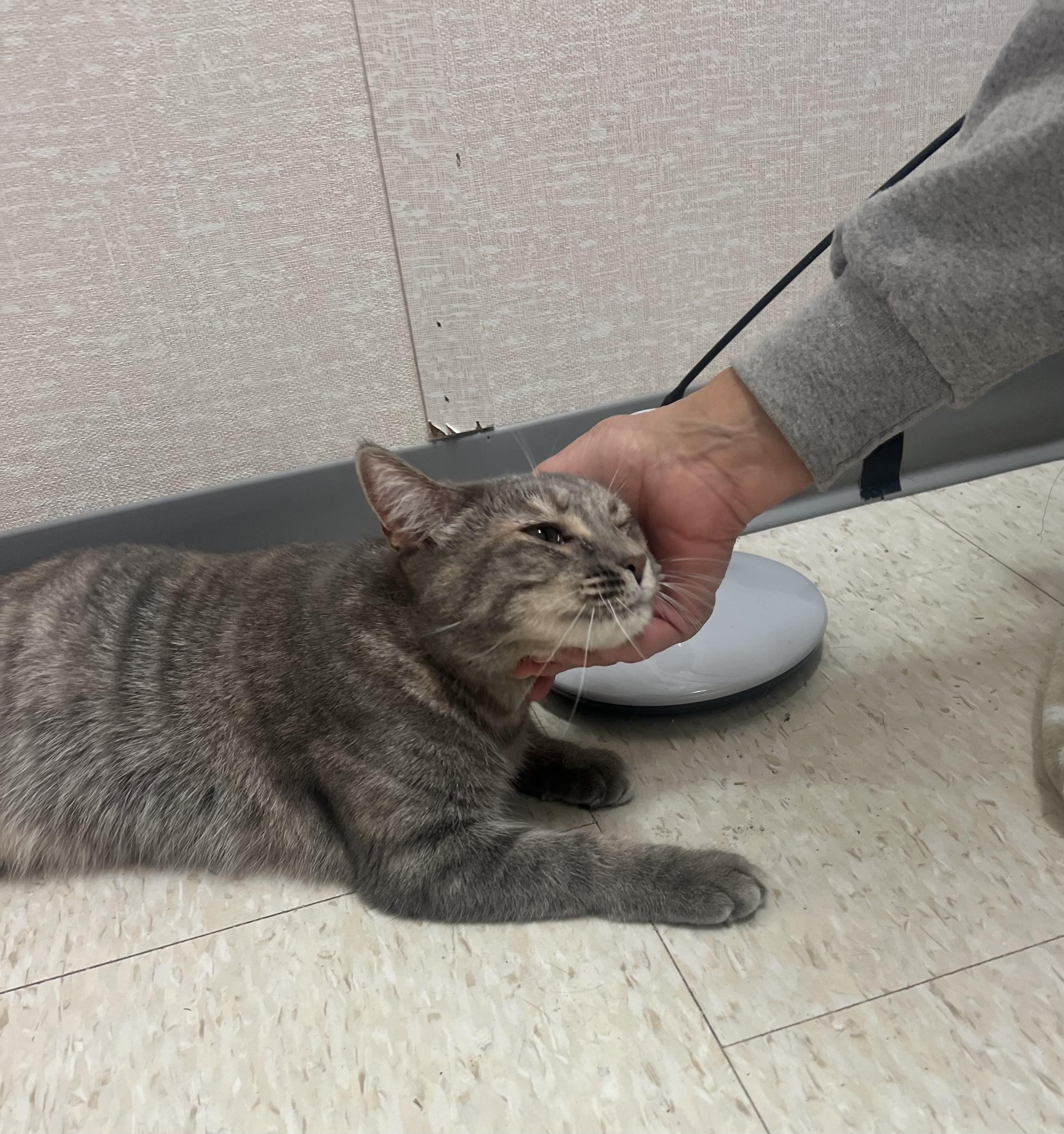 Griselda, a Adoptable mixed breed in Salem, NH image 2/4