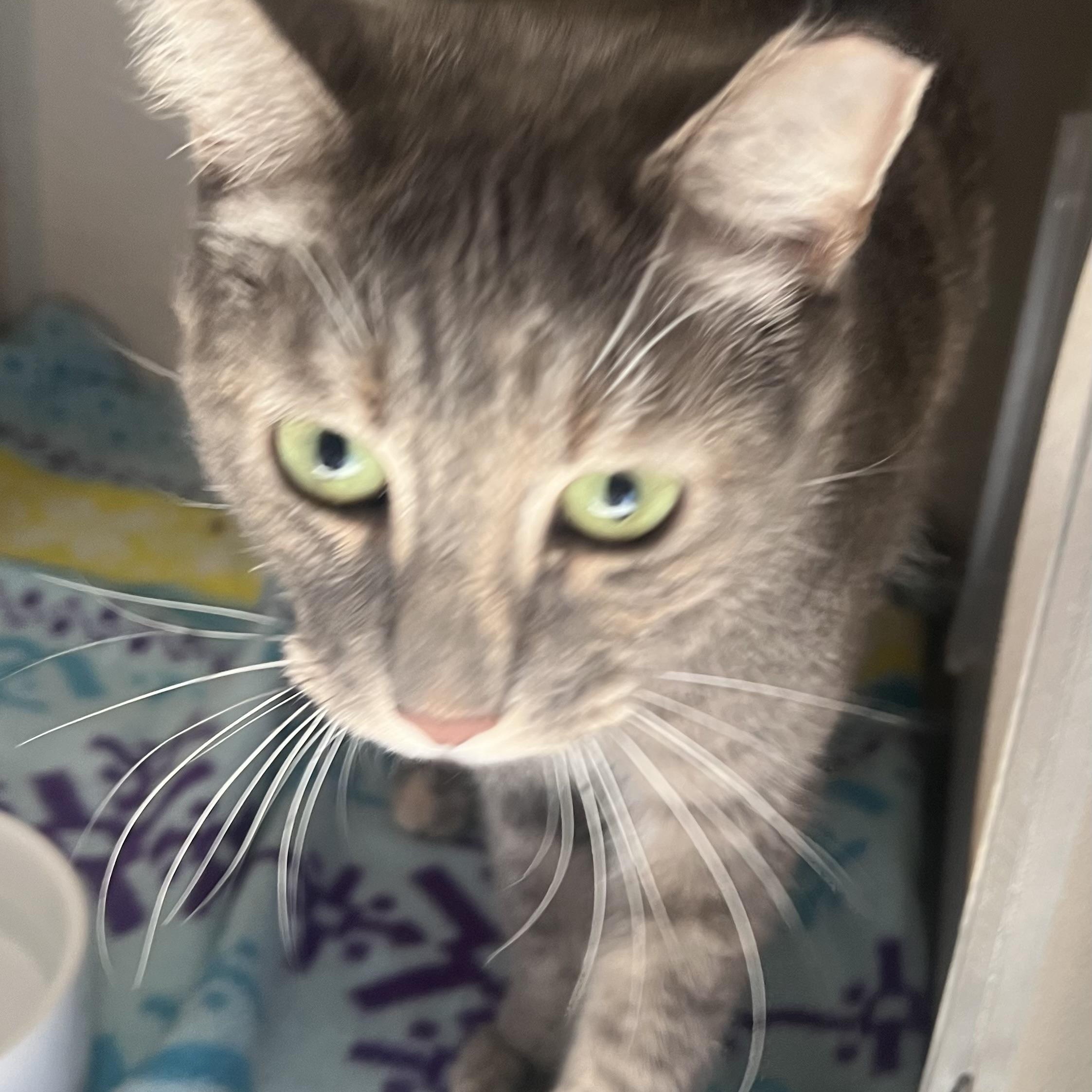 Griselda, a Adoptable mixed breed in Salem, NH image 1/4