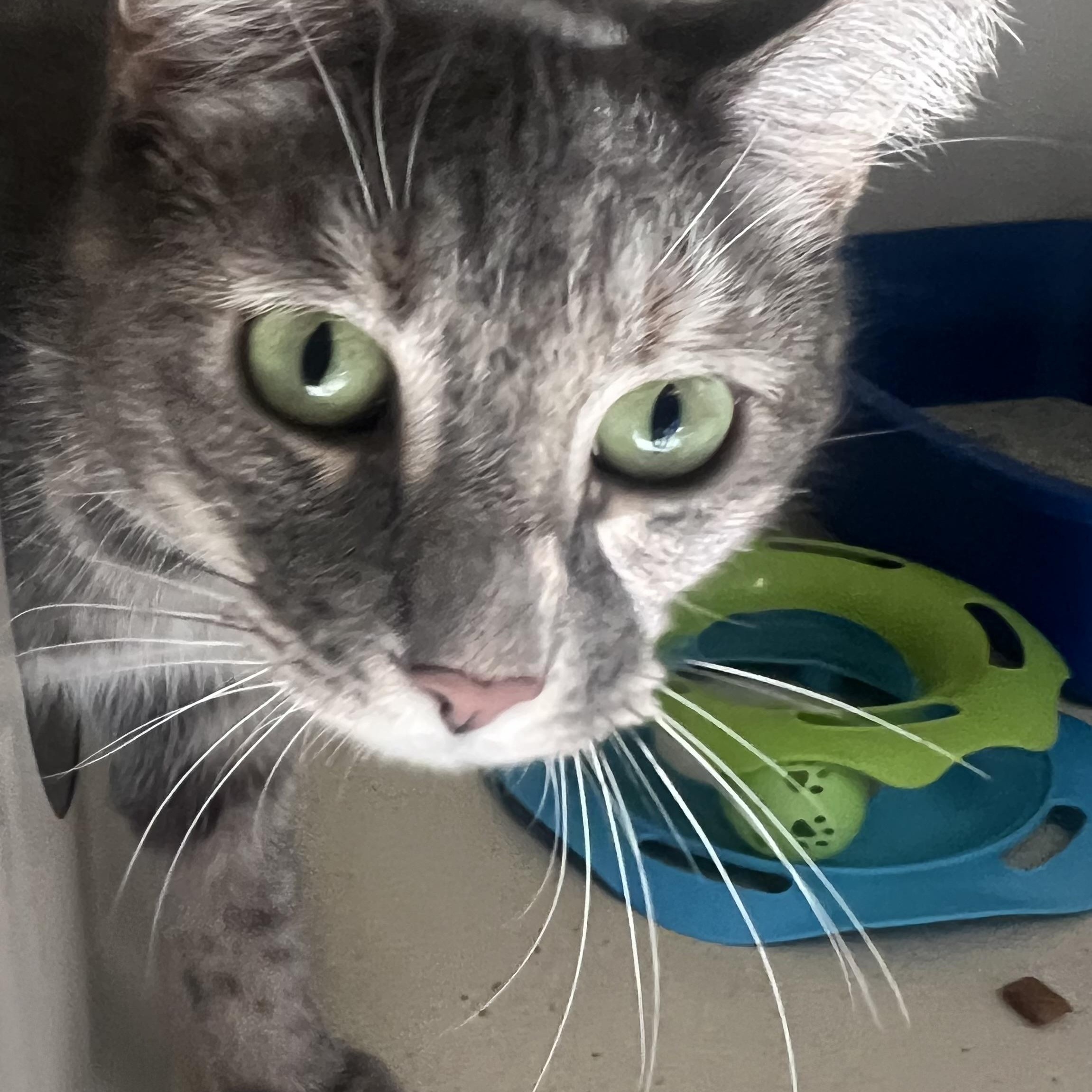 Griselda, a Adoptable mixed breed in Salem, NH image 3/4