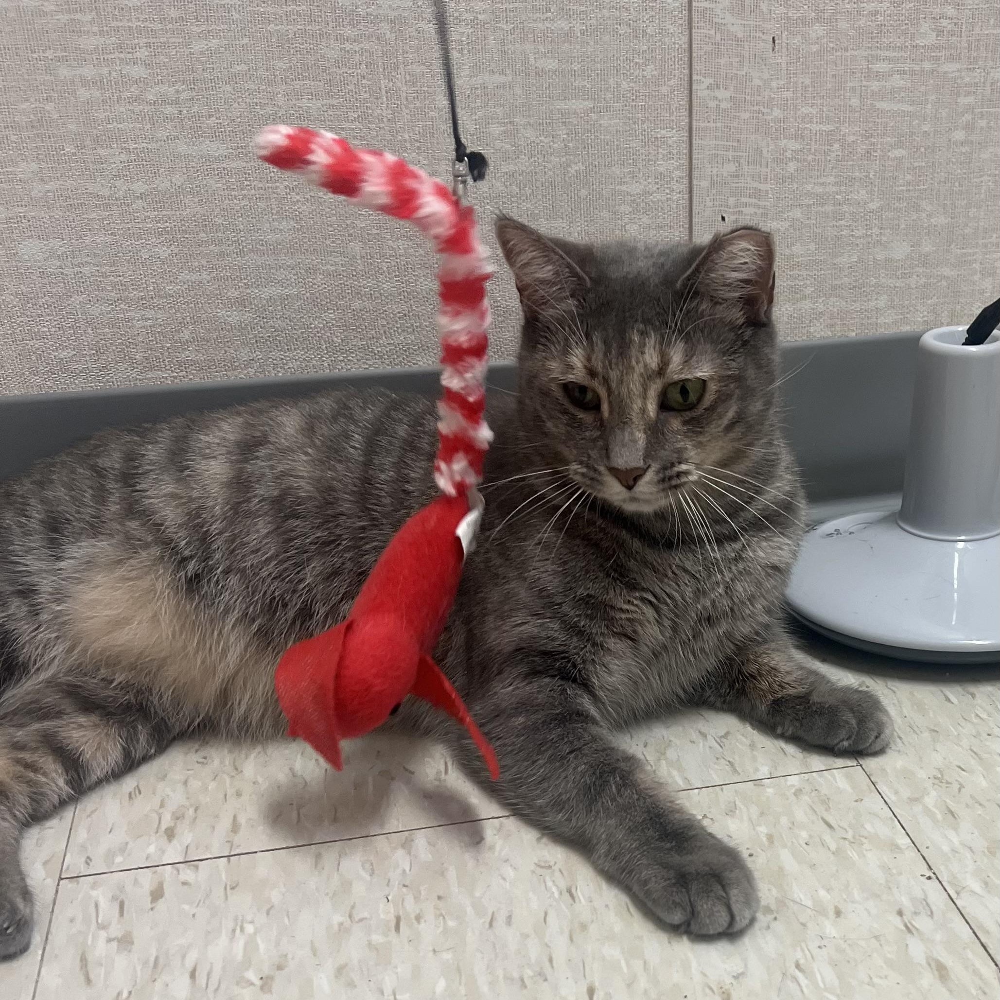 Griselda, a Adoptable mixed breed in Salem, NH image 4/4