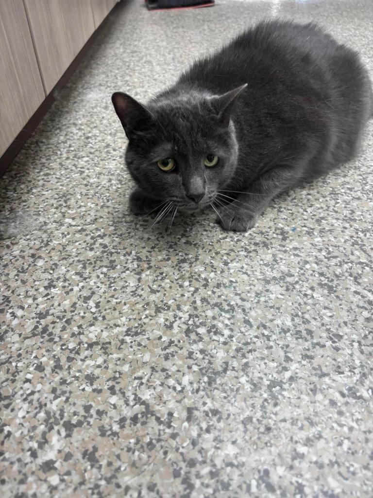 Saratoga, Adoptable, Adult Male American Shorthair.