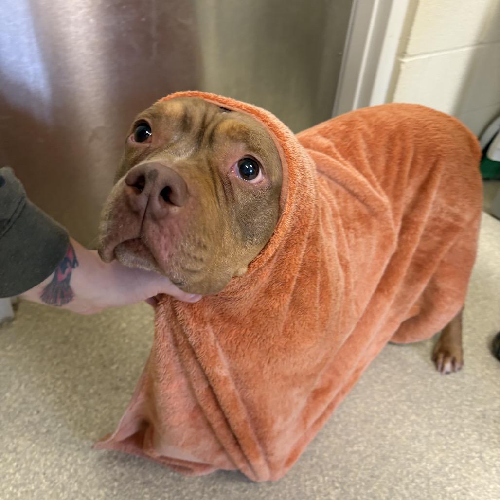 Enlarge Velma, a Adoptable mixed breed in Novelty, OH image 1/6