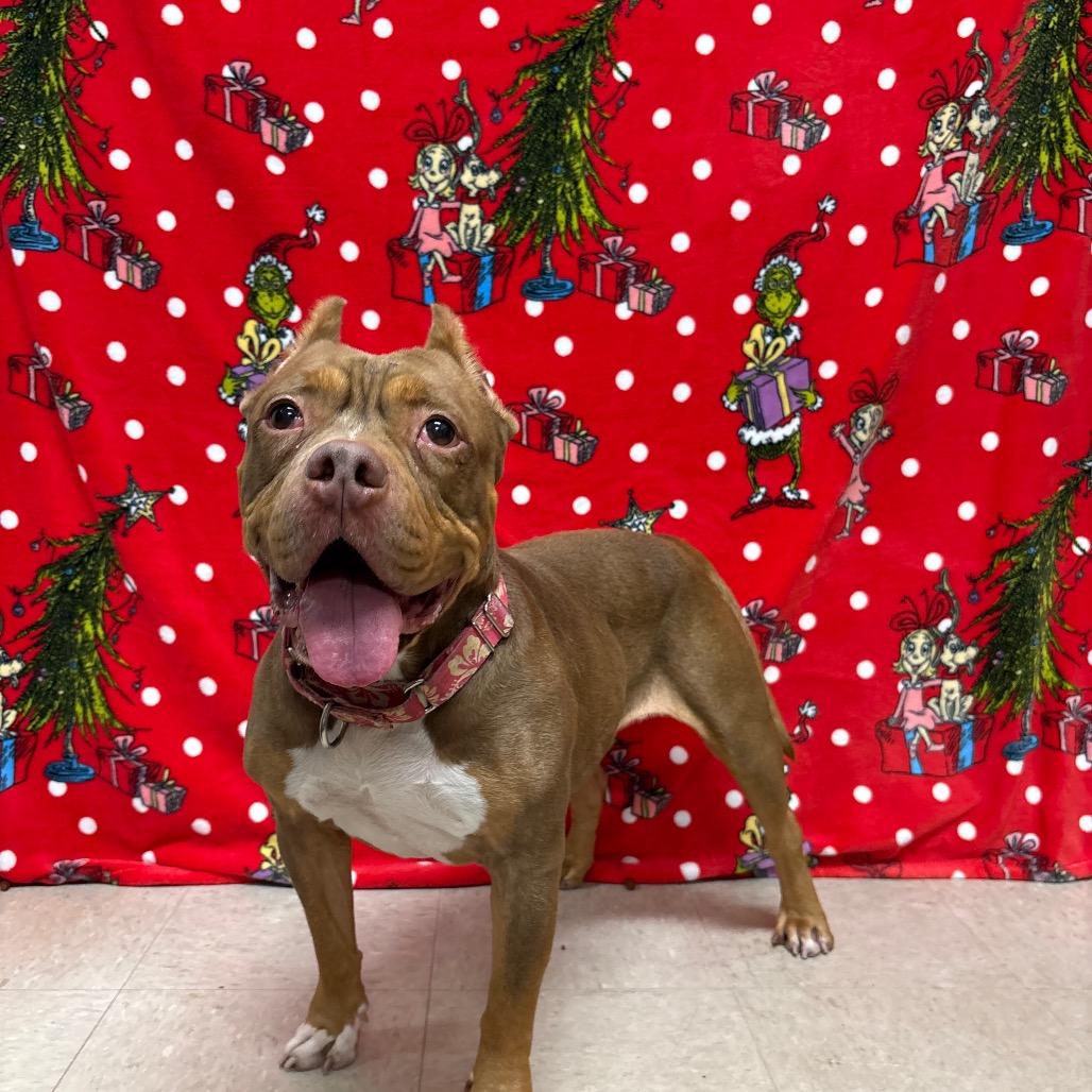 Enlarge Velma, a Adoptable mixed breed in Novelty, OH image 3/6