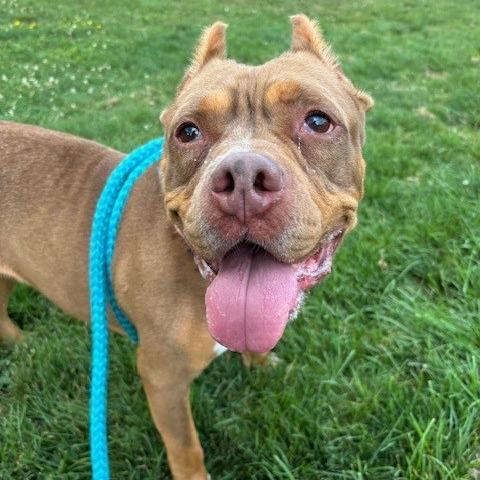 Enlarge Velma, a Adoptable mixed breed in Novelty, OH image 1/2