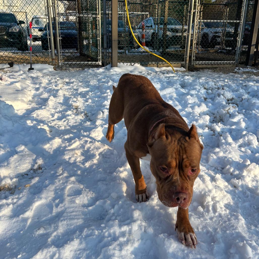 Enlarge Velma, a Adoptable mixed breed in Novelty, OH image 2/2