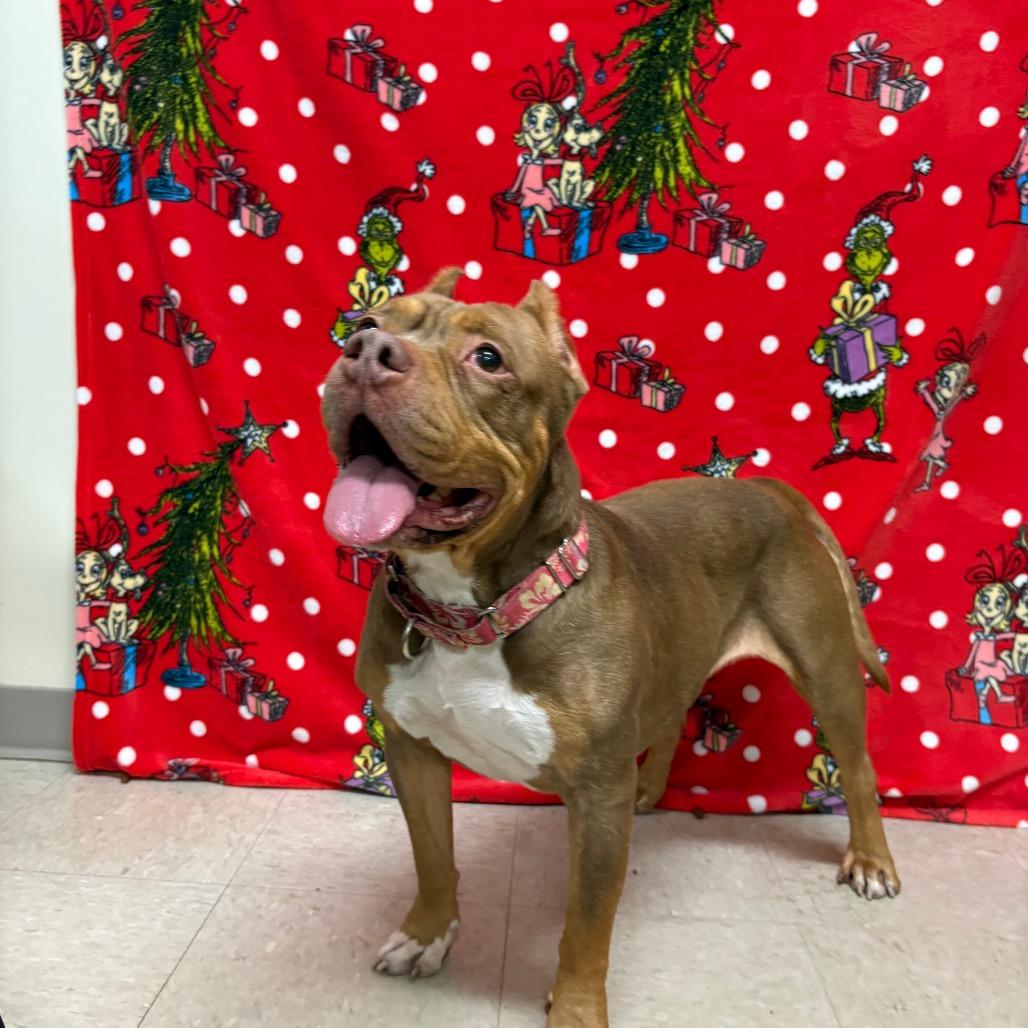 Enlarge Velma, a Adoptable mixed breed in Novelty, OH image 5/6