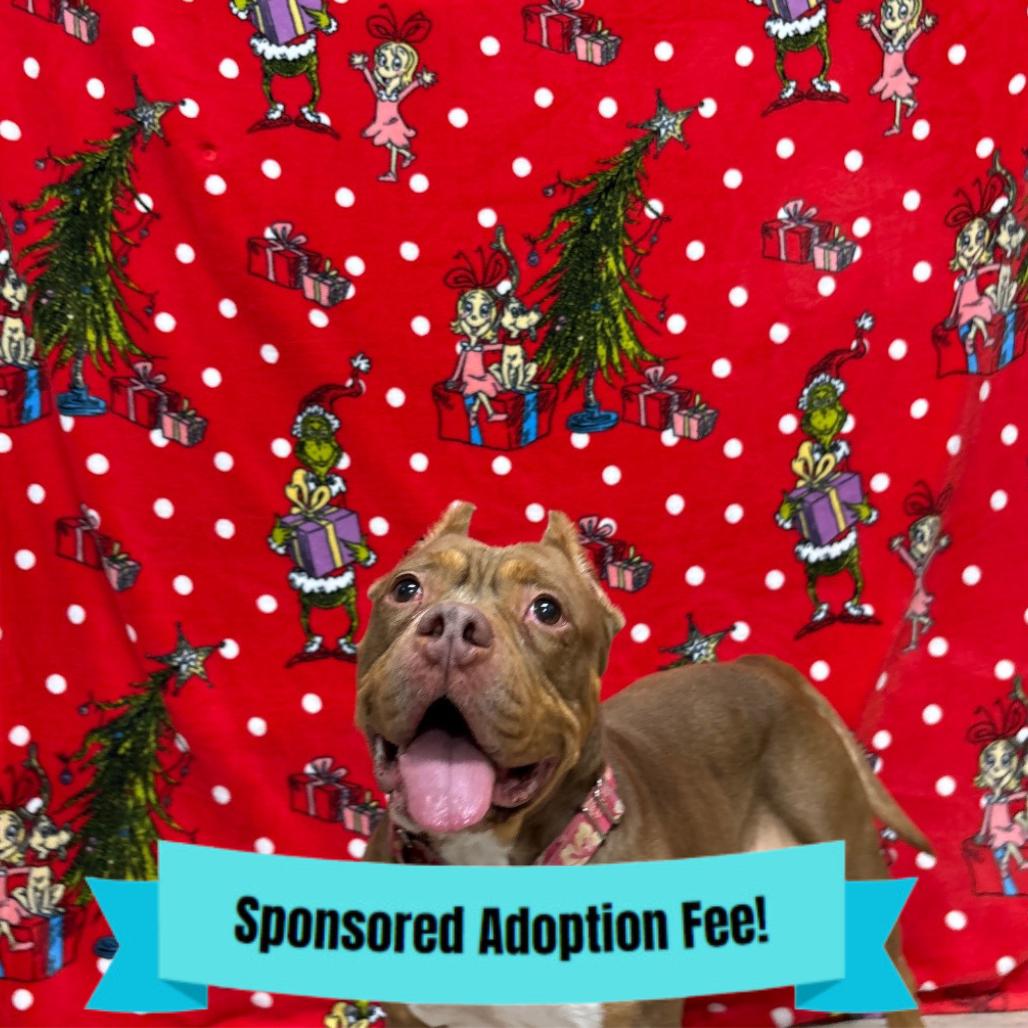 Enlarge Velma, a Adoptable mixed breed in Novelty, OH image 6/6