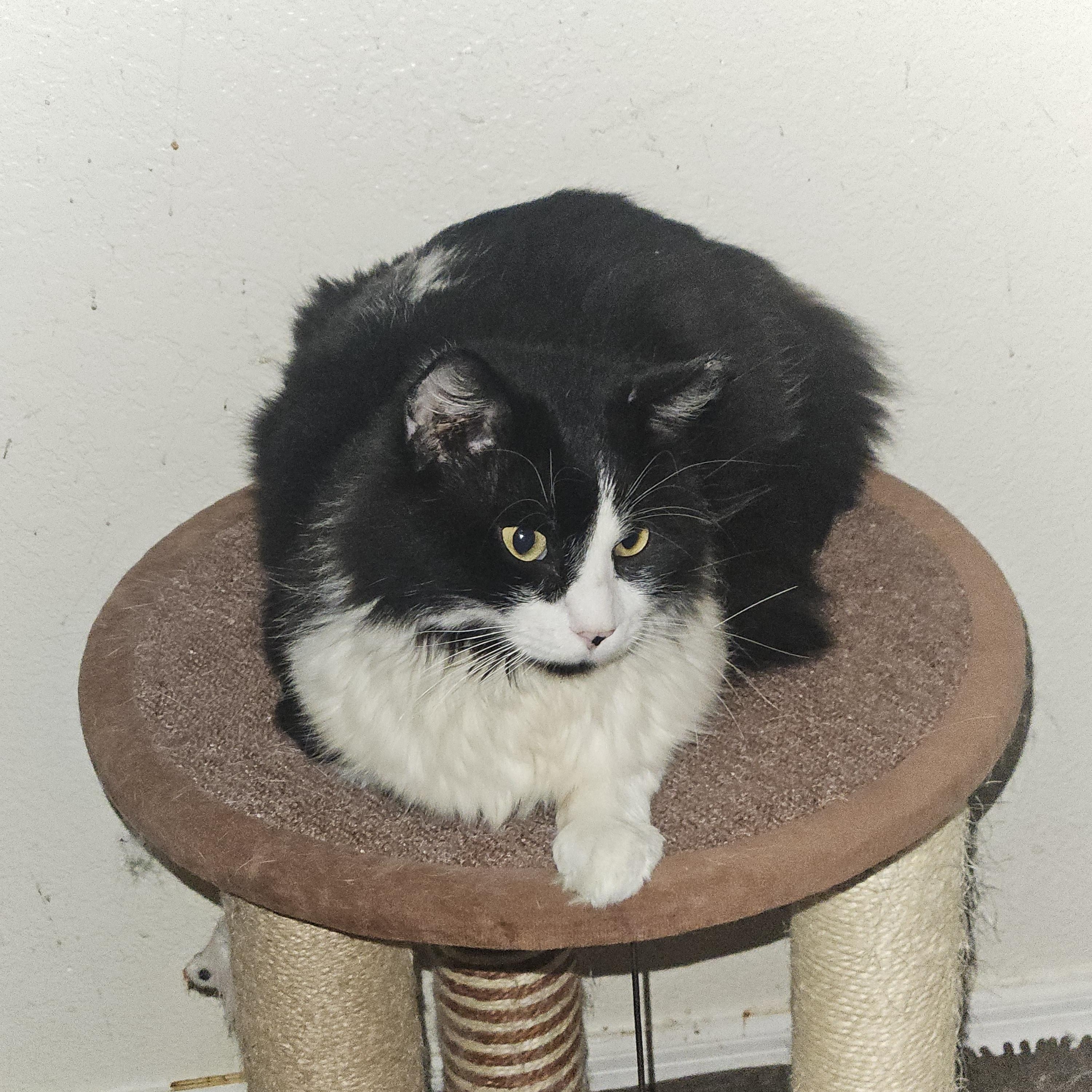 Artemis, a ADOPTABLE Domestic Long Hair in Orlando, FL image 4/4