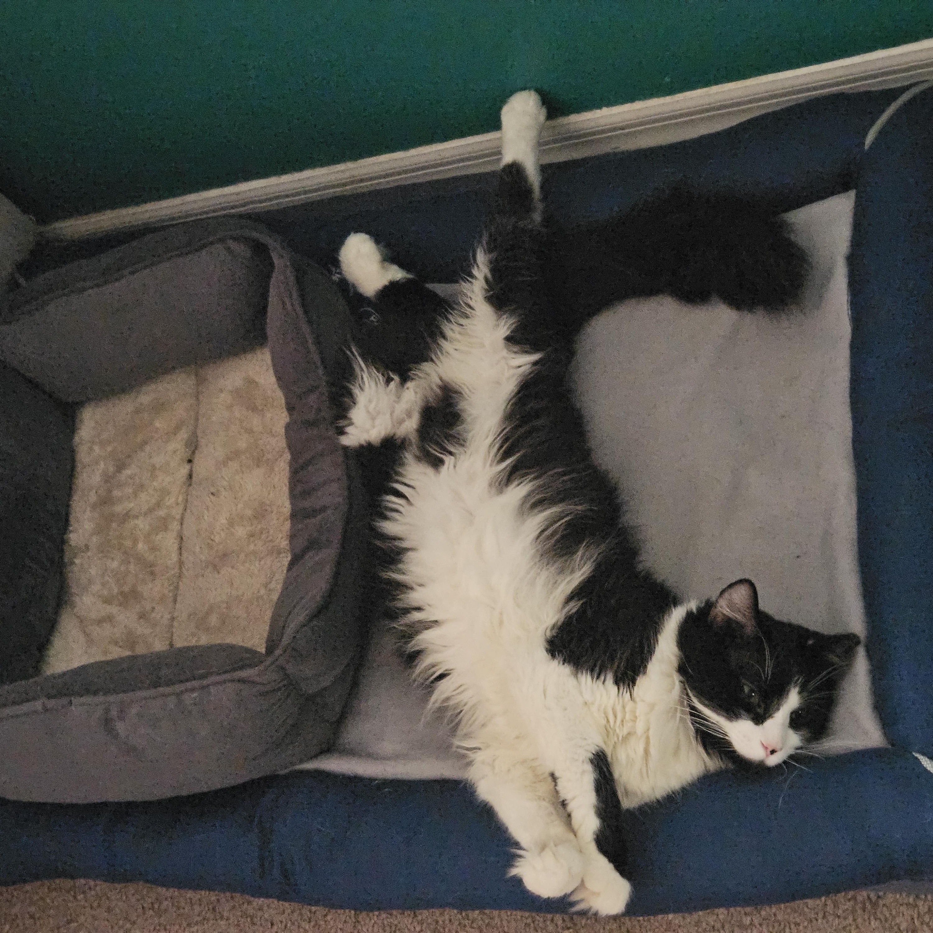 Enlarge Artemis, a ADOPTABLE Domestic Long Hair in Orlando, FL image 5/6