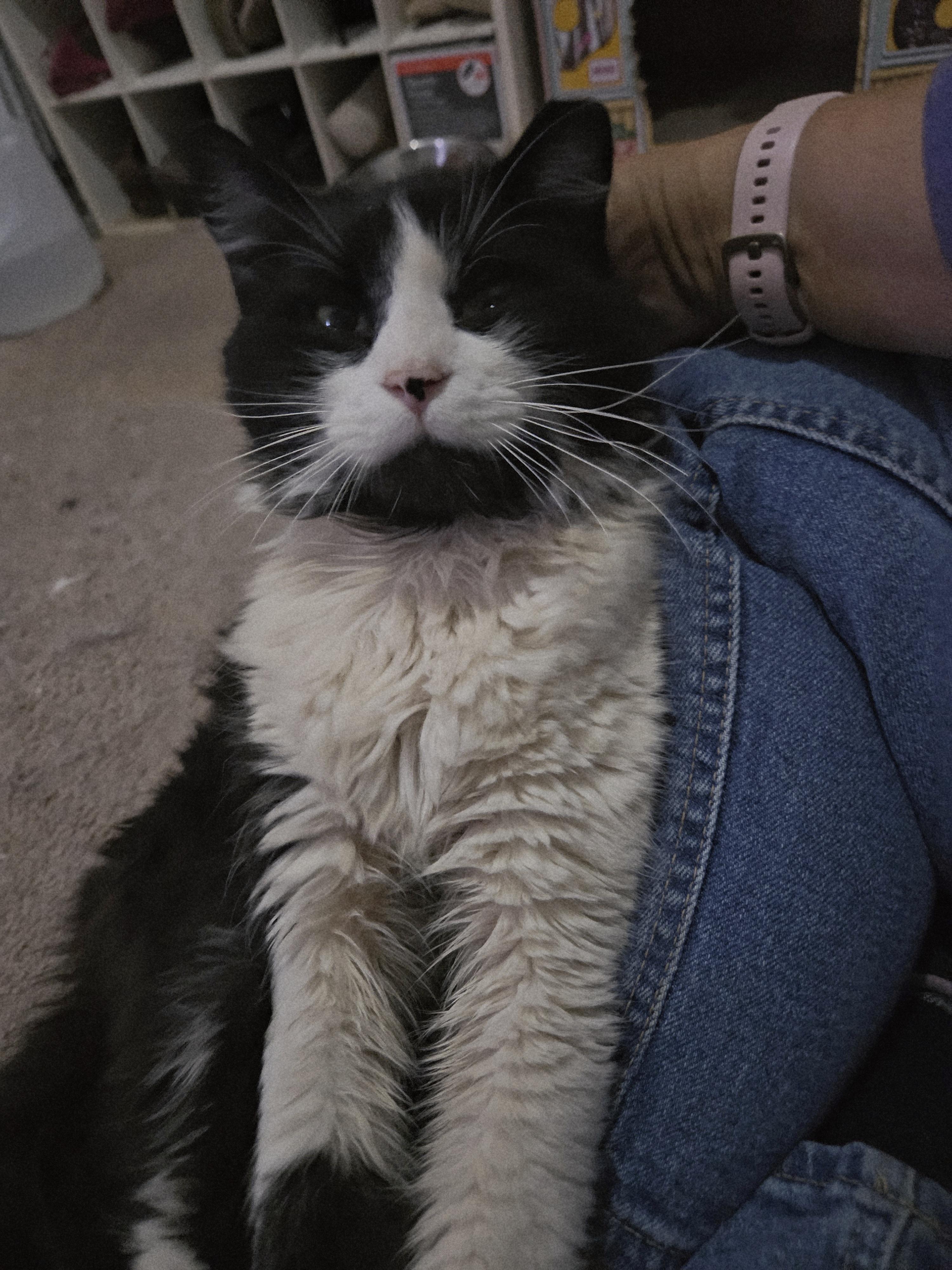 Enlarge Artemis, a ADOPTABLE Domestic Long Hair in Orlando, FL image 2/4