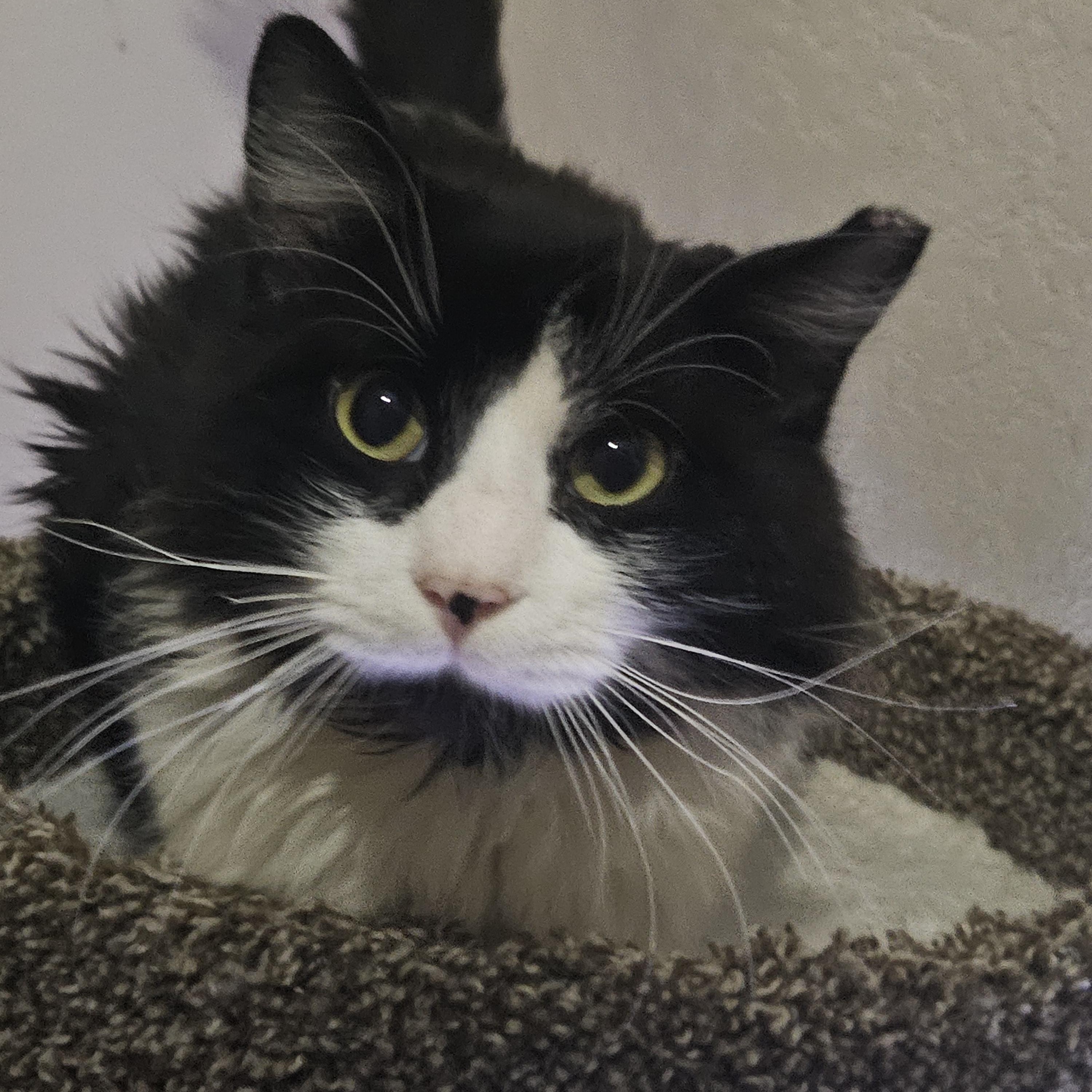 Artemis, ADOPTABLE, Young Male Domestic Long Hair.