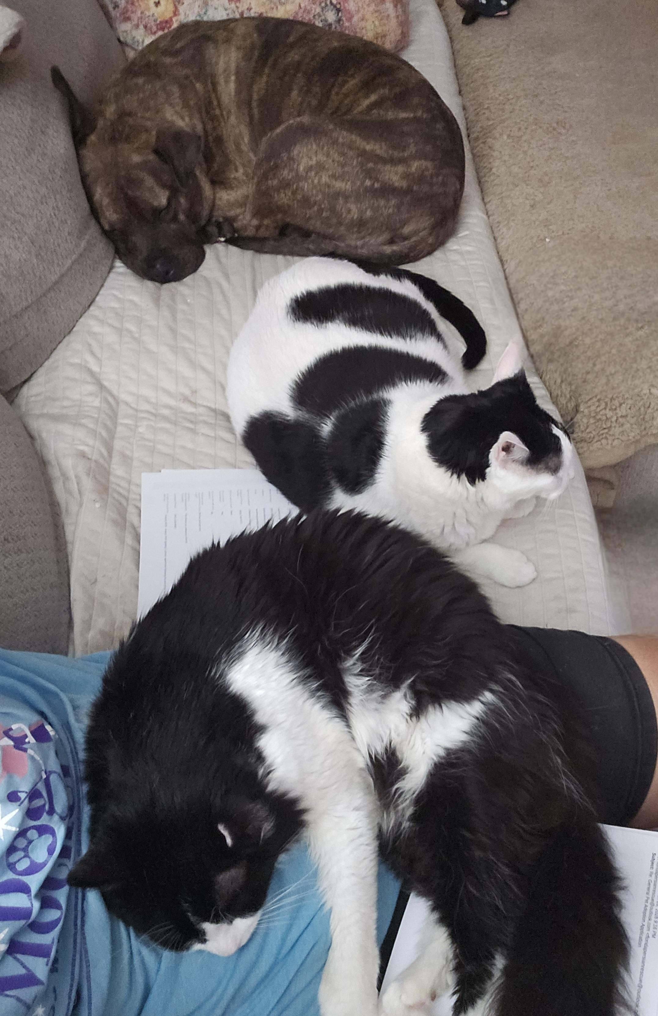 Enlarge Artemis, a ADOPTABLE Domestic Long Hair in Orlando, FL image 6/6