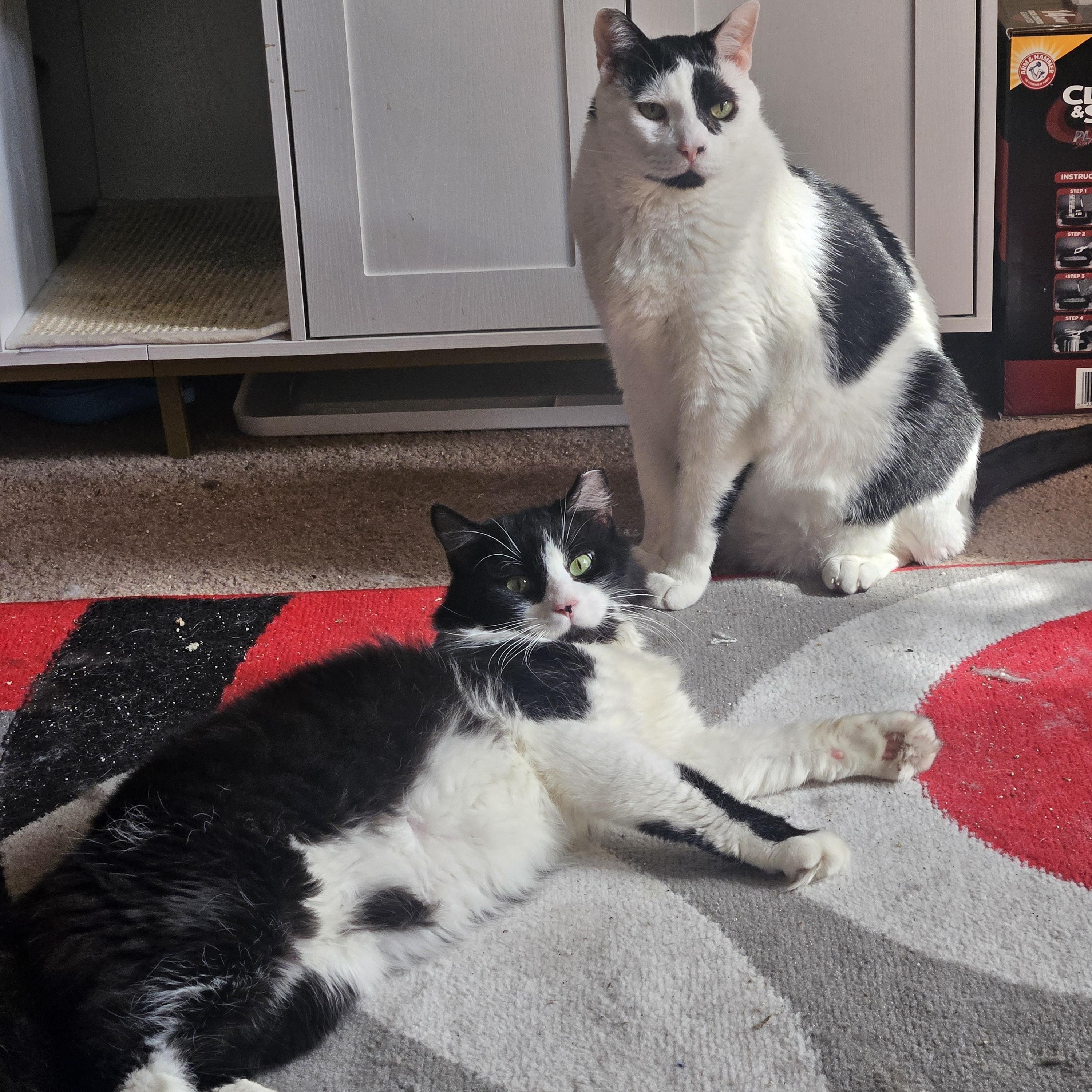 Enlarge Artemis, a ADOPTABLE Domestic Long Hair in Orlando, FL image 3/6