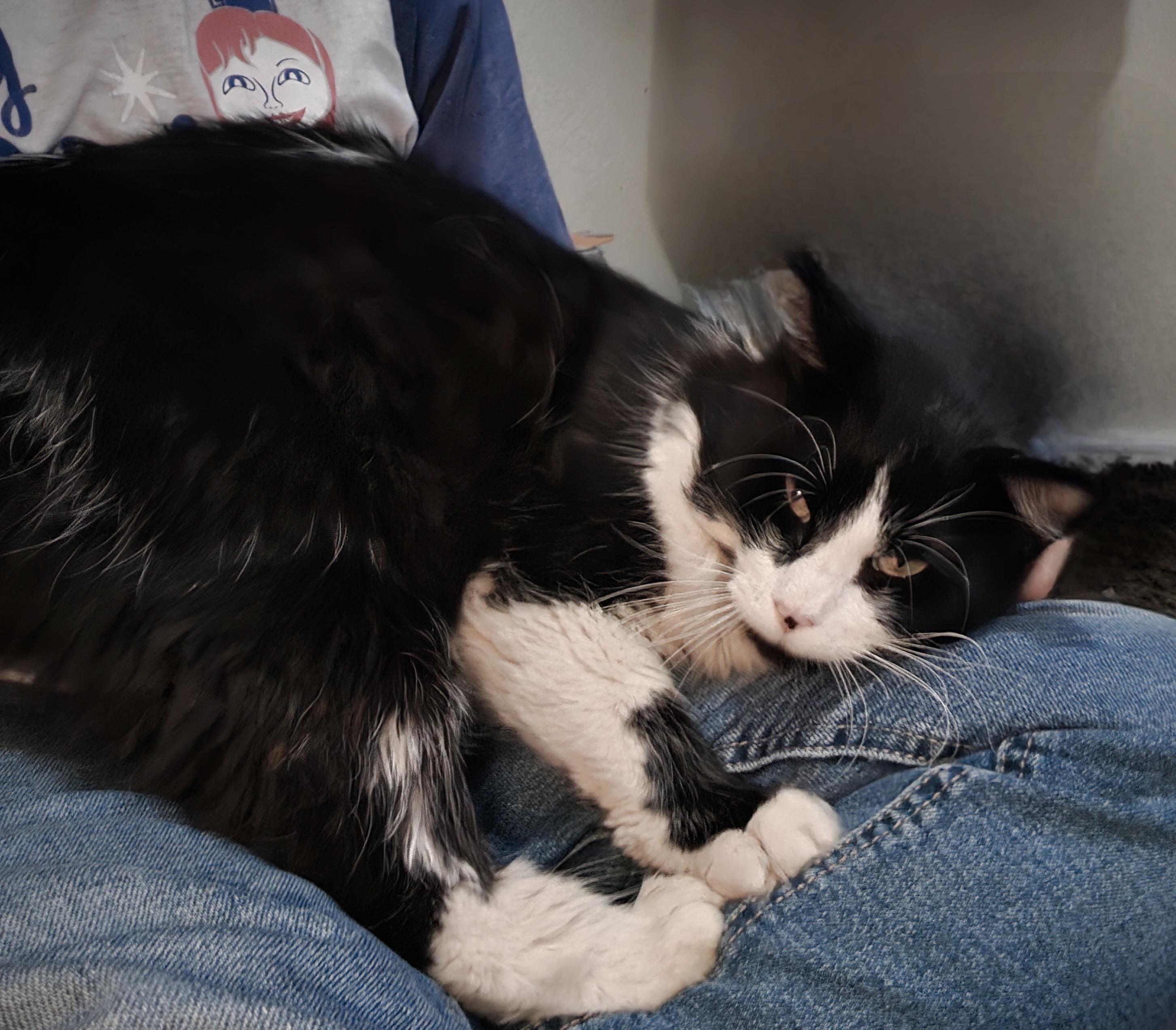 Enlarge Artemis, a ADOPTABLE Domestic Long Hair in Orlando, FL image 1/4