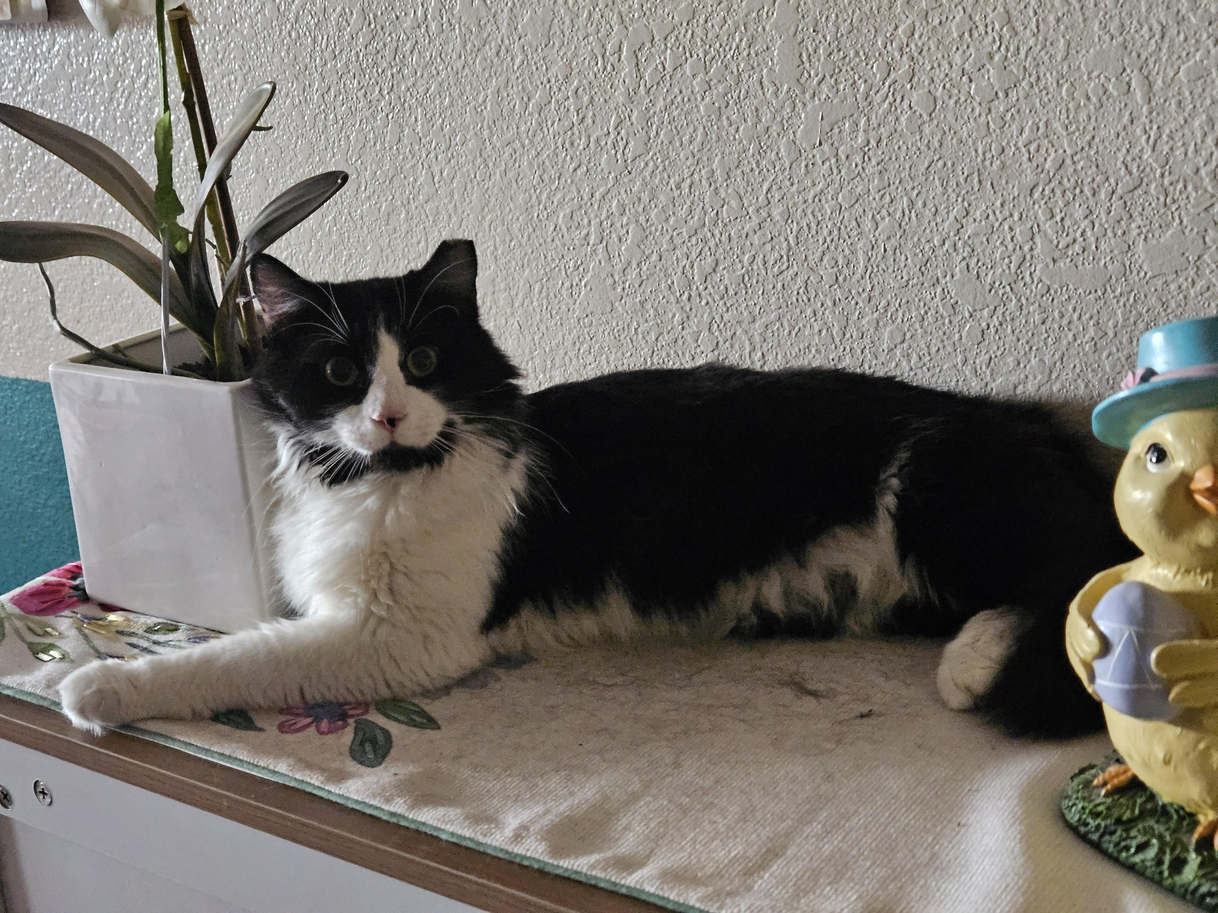 Artemis, ADOPTABLE, Young Male Domestic Long Hair.