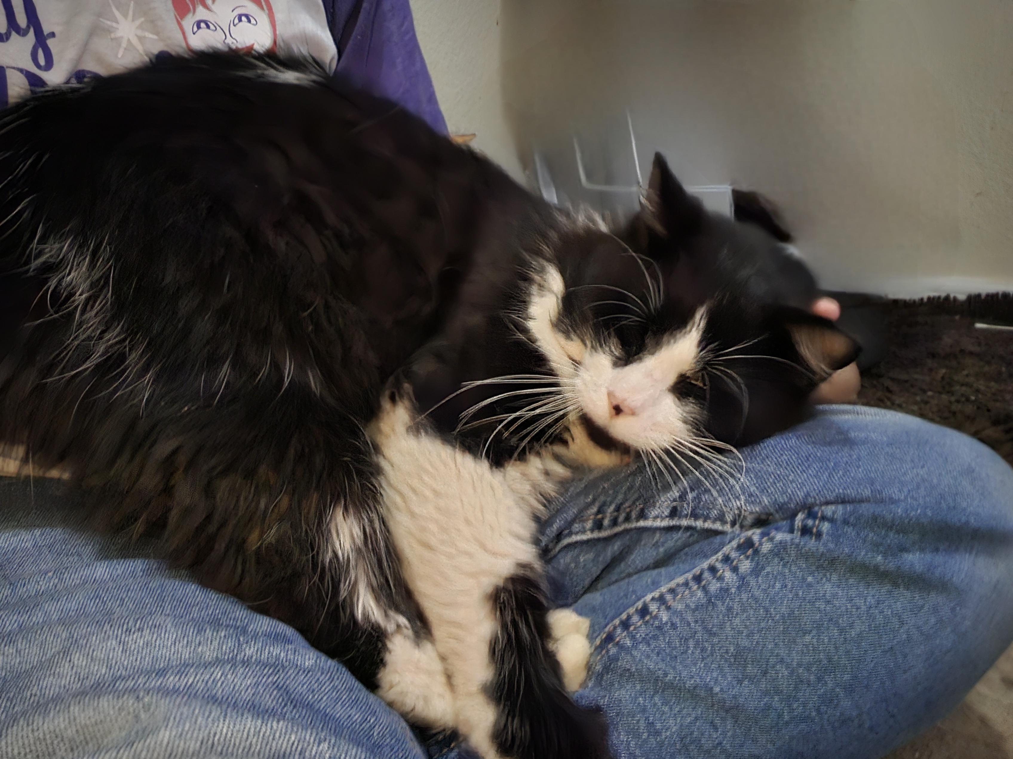 Enlarge Artemis, a ADOPTABLE Domestic Long Hair in Orlando, FL image 4/4