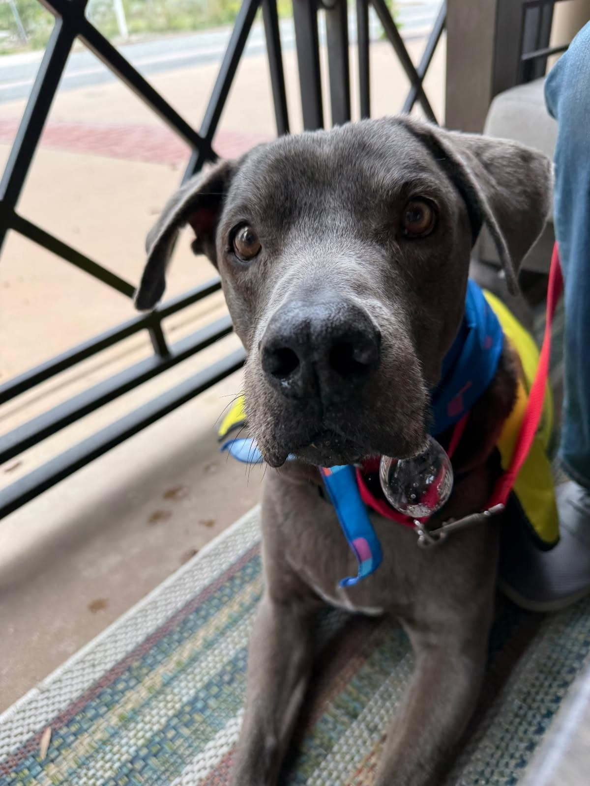 Bentley, an adopted mixed breed in Murrieta, CA image 4/6