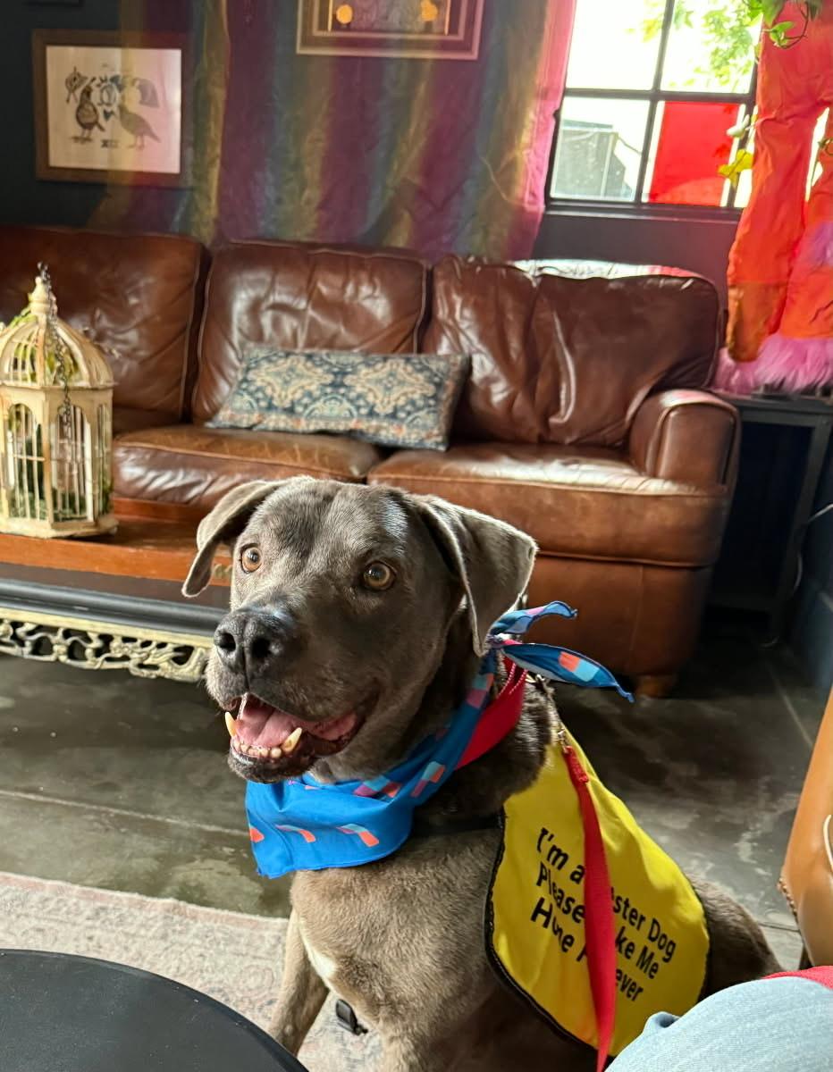 Bentley, an adopted mixed breed in Murrieta, CA image 5/6