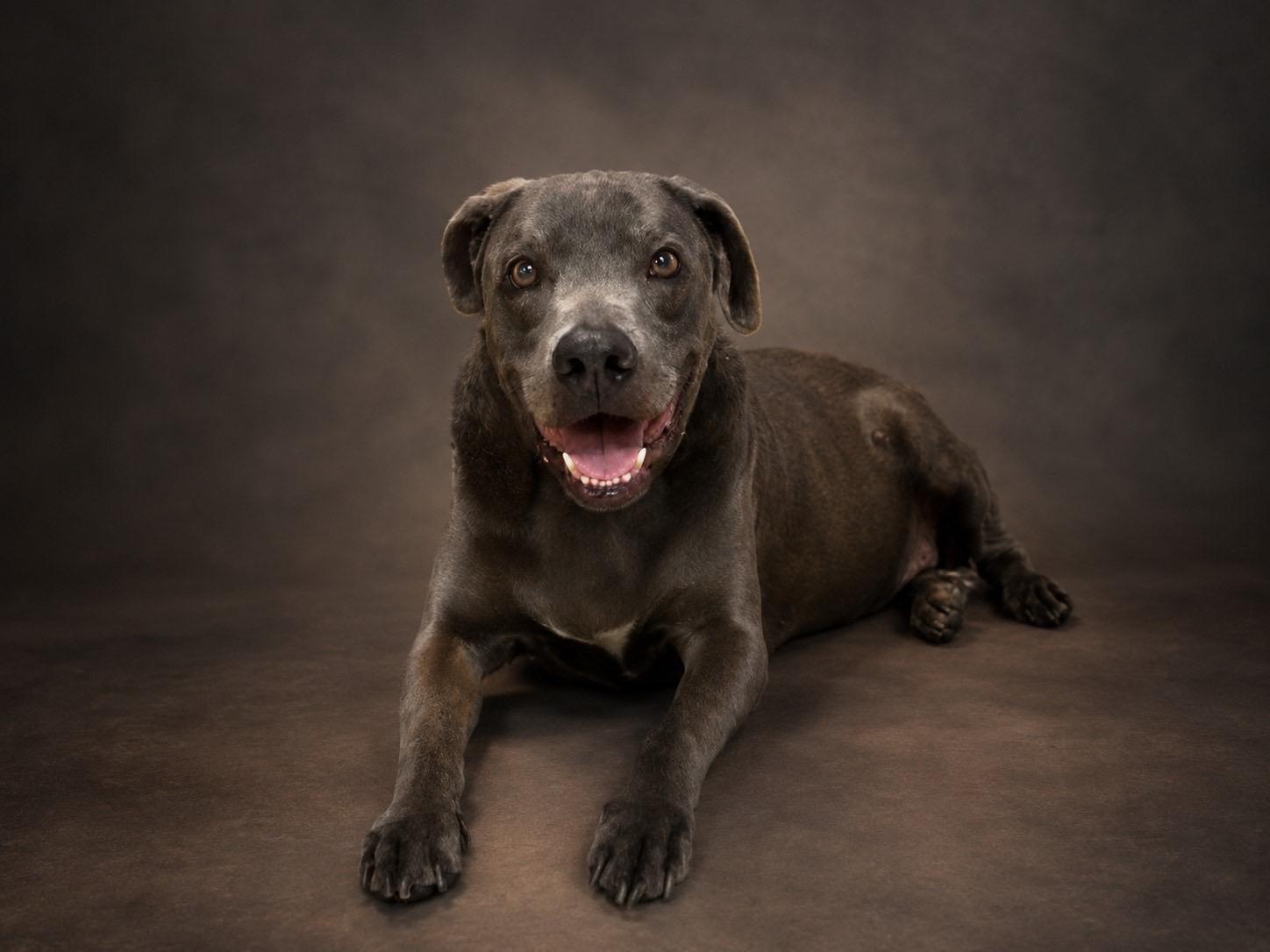 Enlarge Bentley, a ADOPTABLE mixed breed in Murrieta, CA image 3/6