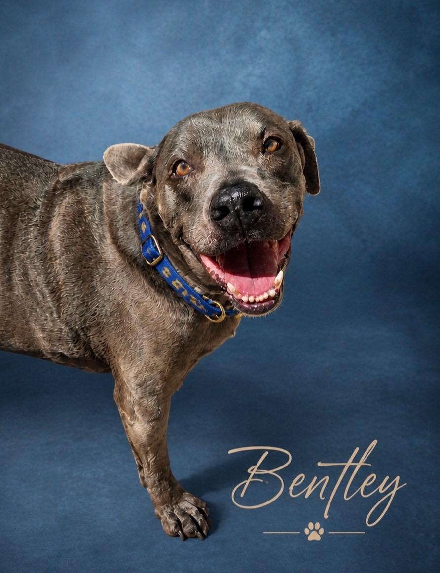 Bentley, ADOPTABLE, Senior Male Labrador Retriever.