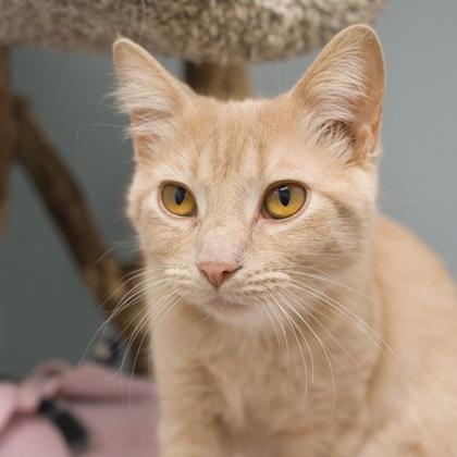 Ziva, a Adoptable Domestic Short Hair image 1/3