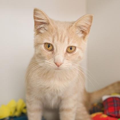 Ziva, Adoptable, Kitten Female Domestic Short Hair & Domestic Short Hair.