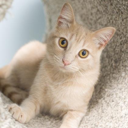 Ziva, a Adoptable Domestic Short Hair image 3/3