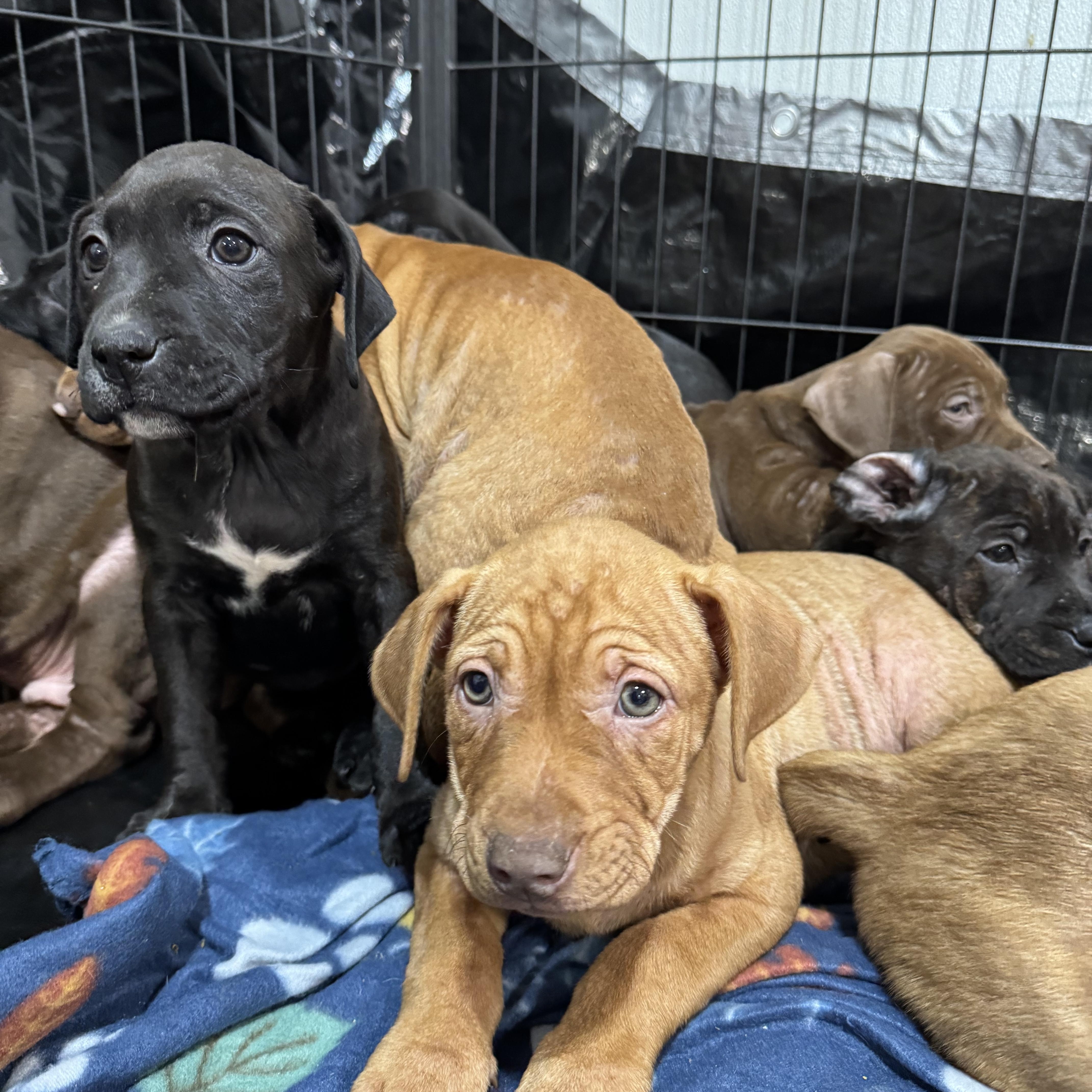 Enlarge Cumin, an adopted mixed breed in Fulton, NY image 4/5