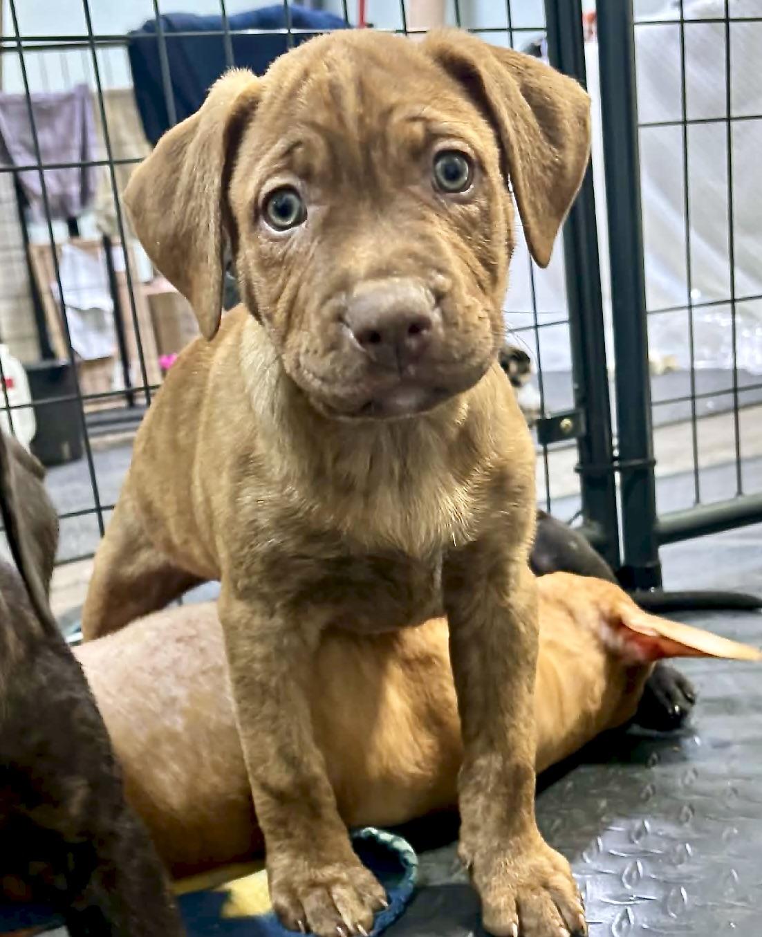 Enlarge Cumin, an adopted mixed breed in Fulton, NY image 3/5